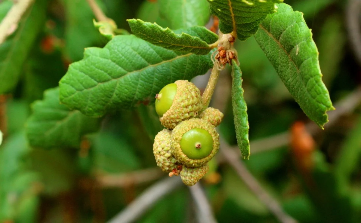 Netleaf Oak (Quercus rugosa).
Sturdy oak with red new growth, Native to Southwestern US and Mexico, Evergreen, Adaptable to future climate, Filters pollutants, Provides shady habitat for birds and wildlife.
