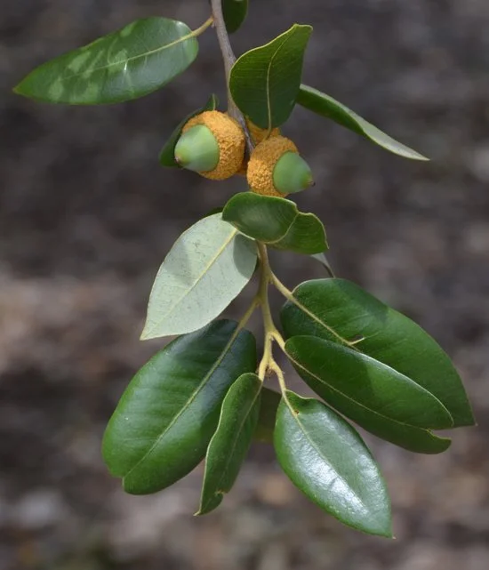 Canyon Live Aak (Quercus chrysolepis)
Most widely distributed oak in California, from Baja CA, to southern Oregon and eastward into Arizona. Grows from a small shrub on exposed ridges to a massive tree in deep canyons, where it matures as one of the 