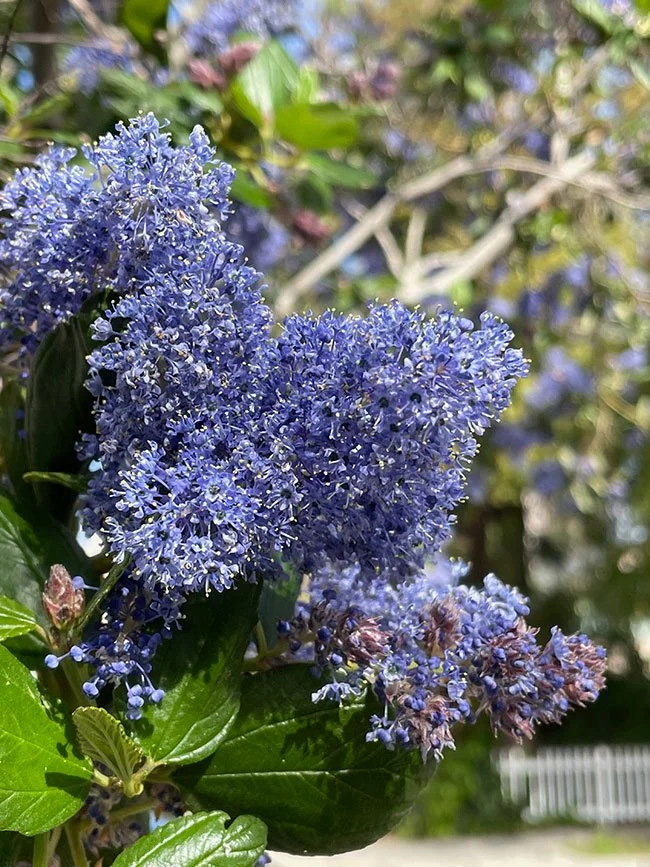 ​​ "Ray Hartman" (Ceanothus)
Versatile and hardy addition to urban landscapes; known for its dense clusters of vibrant blue spring blooms. Grows as either a small tree or a large shrub, reaching heights of 10 to 20 feet. Attracts pollinators ( bees a
