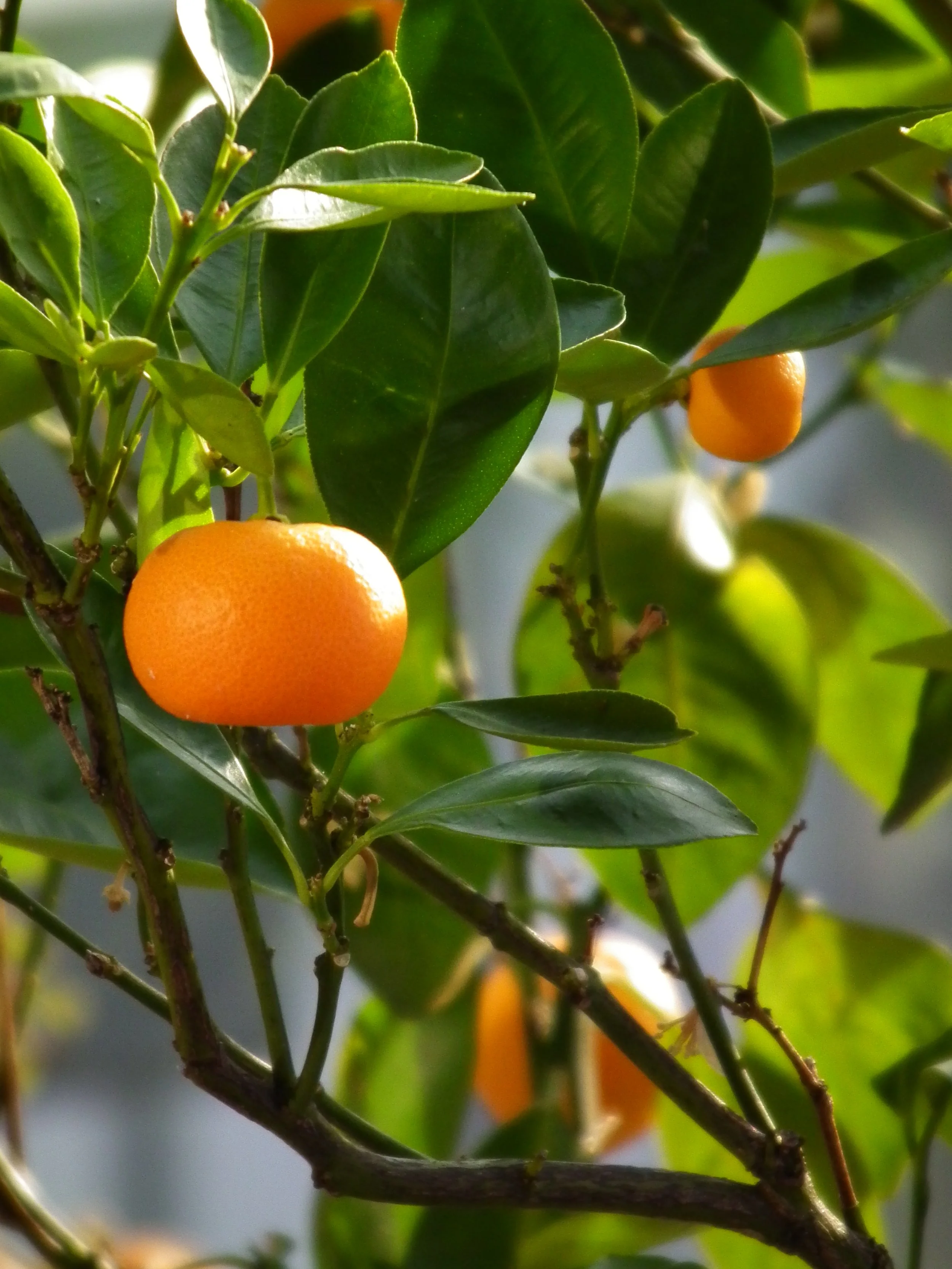 Mandarin (Citrus reticulata). Small citrus tree known for its easy-to-peel, bright orange, sweet and fragrant fruit, Glossy, deep-green leaves.
