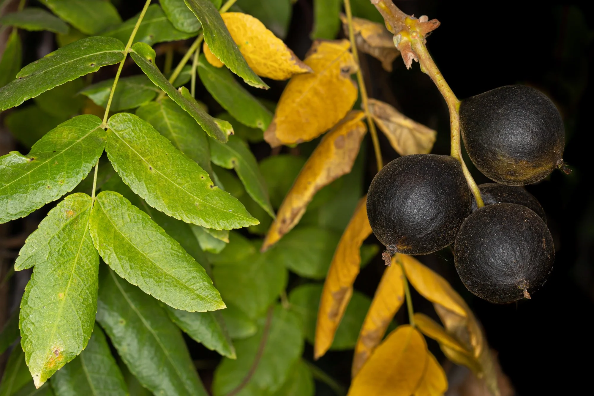 Southern California Black Walnut (Juglans californica). Rare, medium sized native tree found only in California, Creates dappled shade, Deciduous, Produces small walnuts that feed wildlife.
