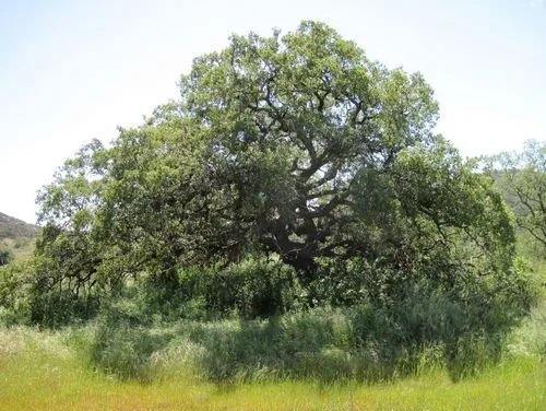 Engelman Oak (Quercus engelmannii).
Rare, Southern California native oak, Soft, blue-green leaves, Low broad canopy provides cooling shade and habitat for wildlife, Slow-growing, Drought-tolerant, Long-lived.
