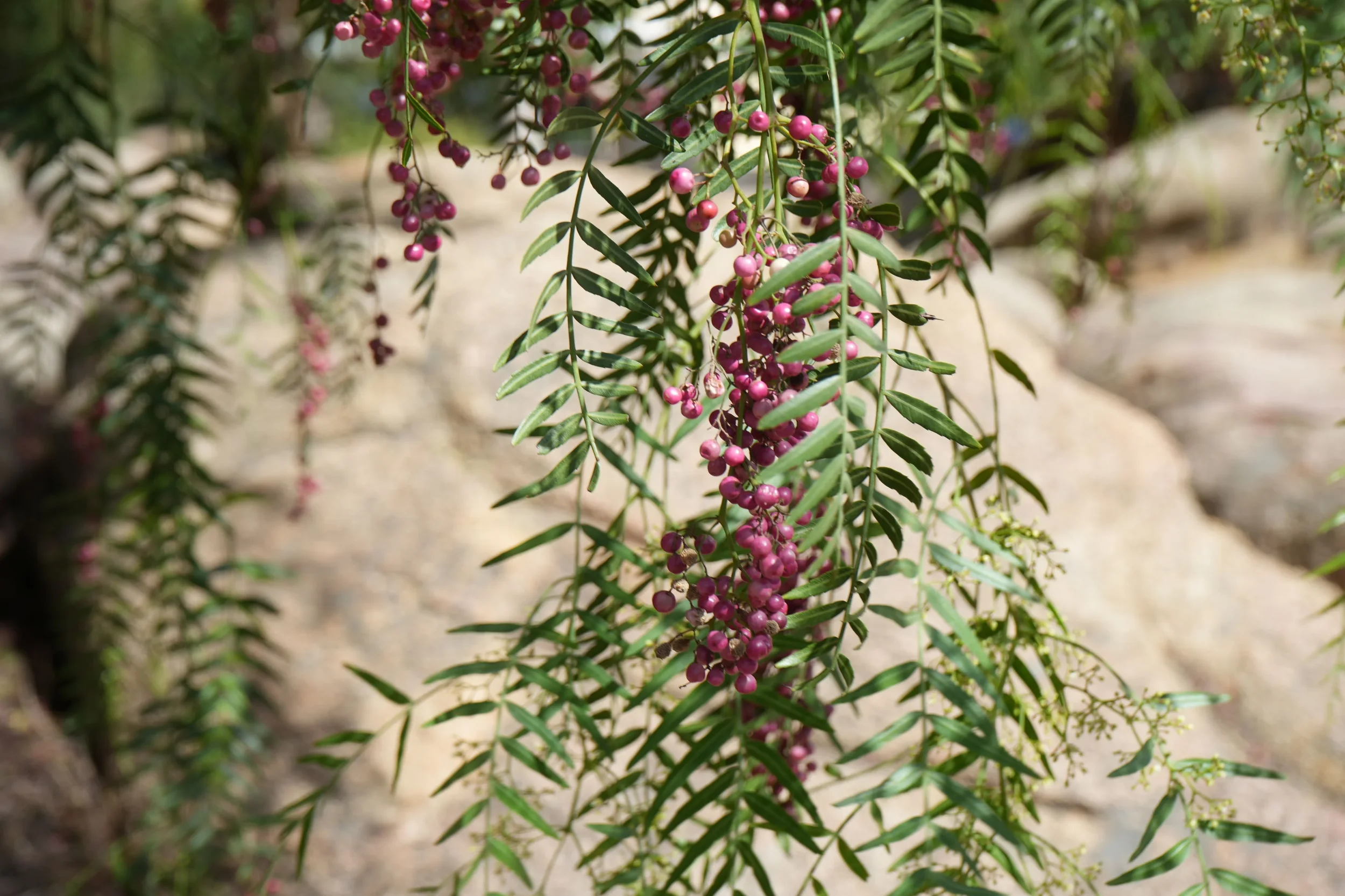California Pepper Tree (Schinus molle).
Graceful, drought-tolerant tree known for its feathery, weeping branches and bright pink berries, Native to South America, Provides lovely shade, Habitat for birds and pollinators, Evergreen.
