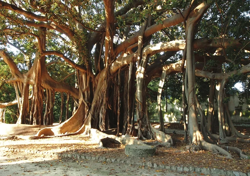 Moreton Bay Fig (Ficus macrophylla). 
Majestic evergreen for large parks, Massive canopy, Impressive above ground roots, Native to Australia, Strong, grounding and visually magnificent.
