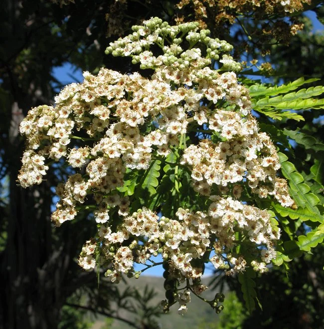 Catalina Ironwood (Lyonothamnus floribundas)
Island ironwood, occurring natively only on the California Channel Islands. The sinuous bark peels with age, exposing smooth, cinnamon-colored new bark. Flat-topped clusters of white flowers are produced i