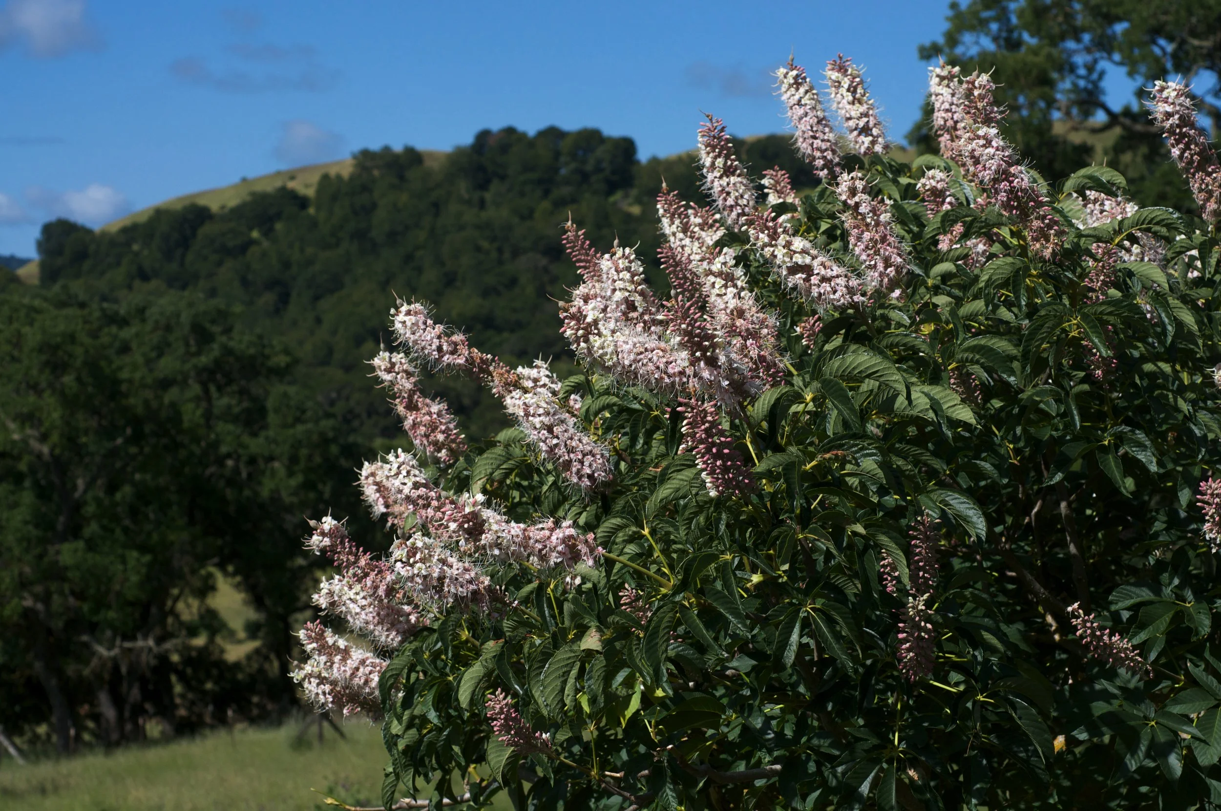 California Buckeye (Aesculus californica).
Unique California native tree, Beautiful bark, Showy white to pale-pink flower spikes, Attracts bees, hummingbirds, and butterflies. Drops its leaves in summer to save water, Drought tolerant.
