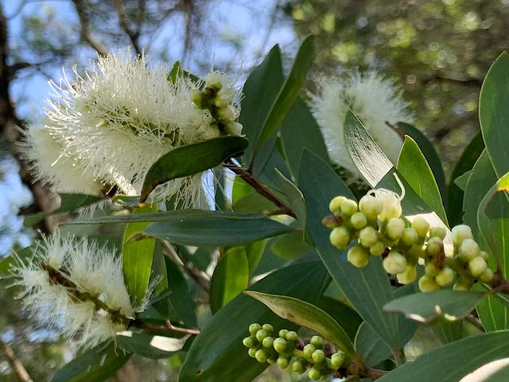Paperbark (Melaleuca quinquenervia). Hardy and elegant with soft layered bark that peels like paper, Fluffy white flowers that attract bees and birds, Native to Australia, Evergreen, Tolerates long dry spells, Adaptable and resilient.
