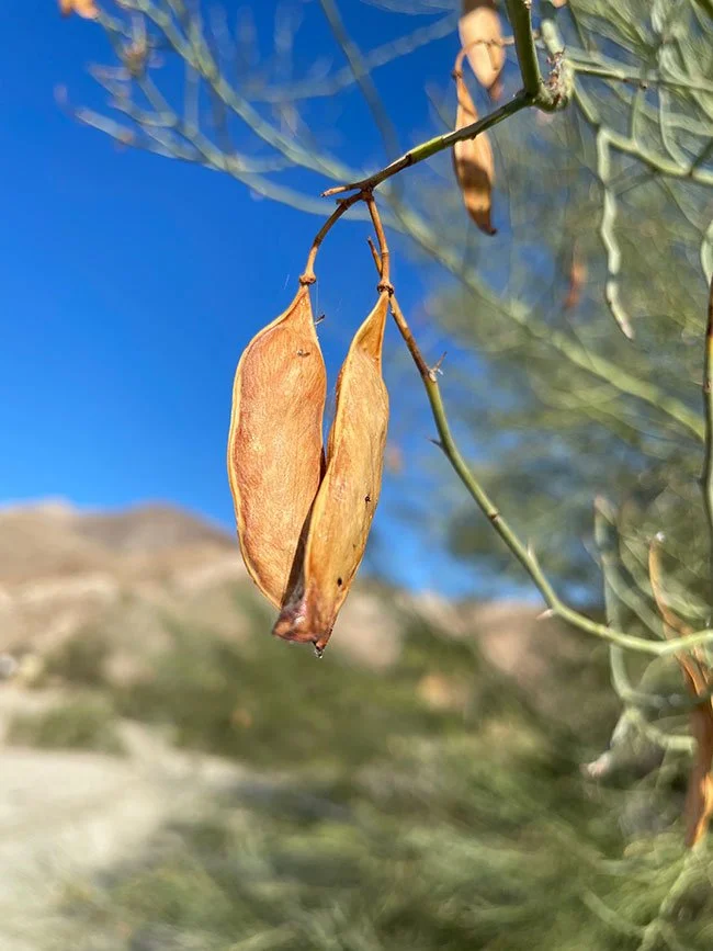 Blue Palo Verde (Parkinsonia florida)
Drought-deciduous, golden-flowered shrubs and trees; native to hot deserts of Africa and the Americas. “Palo verde” means green stick in Spanish, alluding to how these picturesque small trees do much of their pho