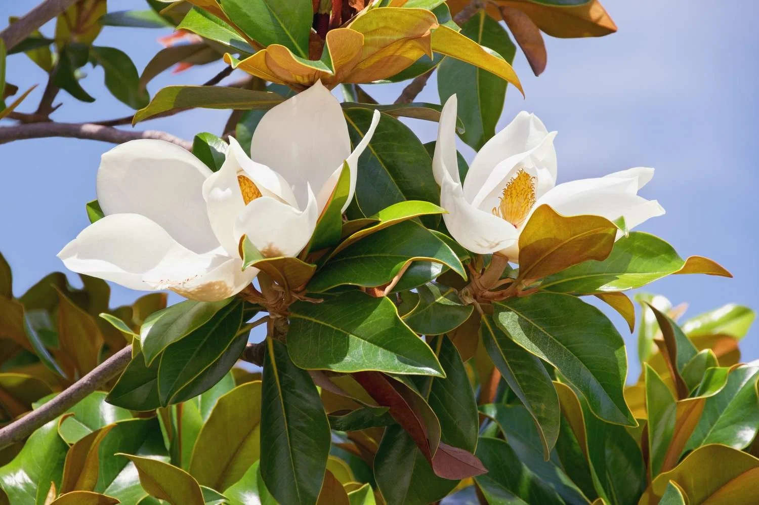 Southern Magnolia (Magnolia grandiflora)