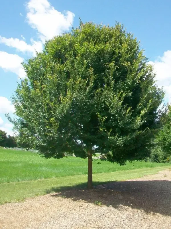 Chinese Elm (Ulmus parvifolia).
Graceful, arching canopy, Beautiful mottled bark, Strong and fast growing, Native to China, Partly deciduous, Supports wildlife, Tolerant of urban conditions.
