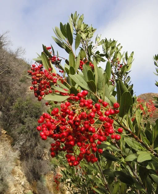 Toyon (Heteromeles arbutifolia).
Native to California, Grows wild in Southern California parks, White flowers in summer, red berries in fall and winter, Evergreen, Drought tolerant, Feeds wildlife and attracts pollinators.
