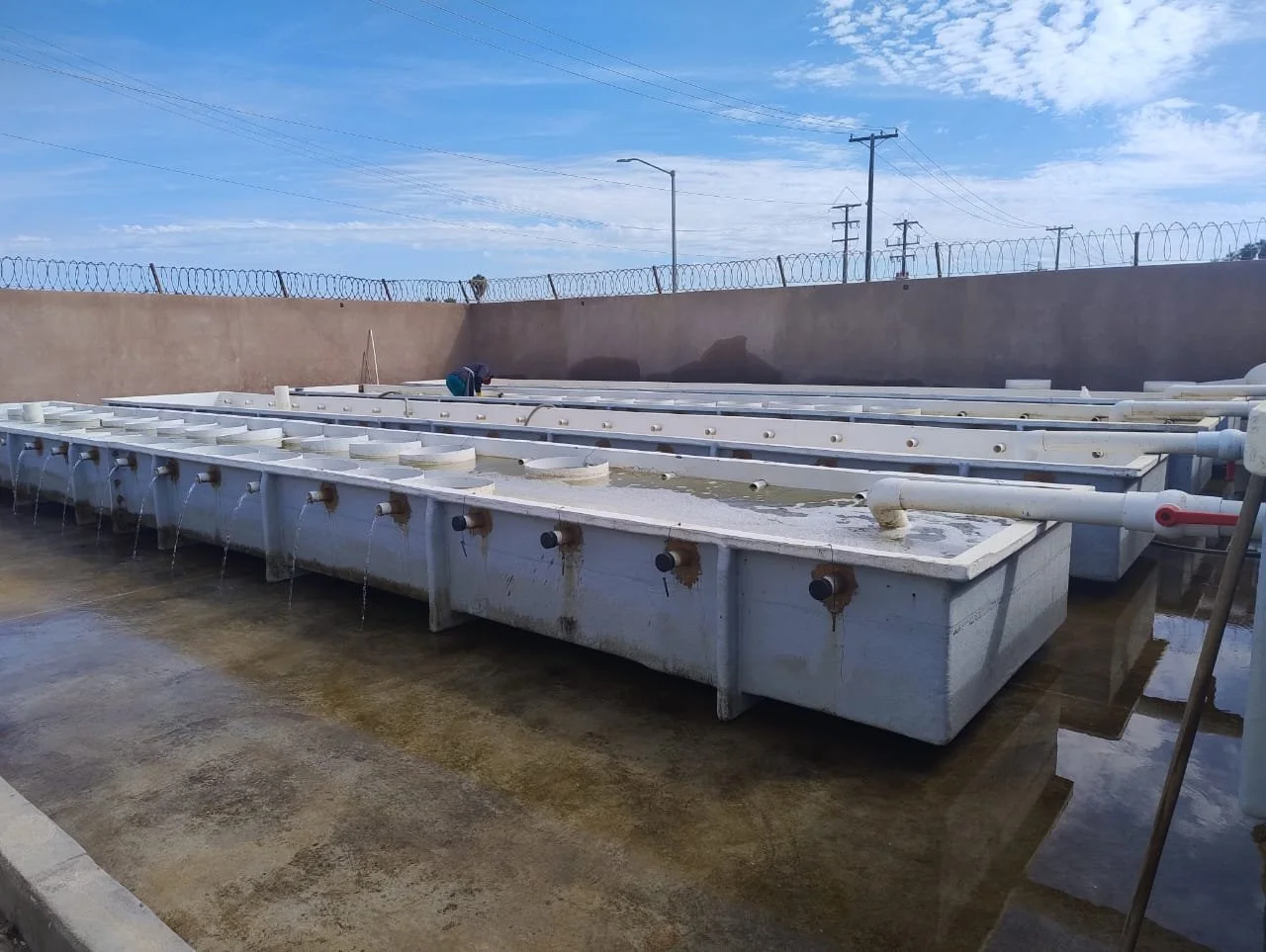 Sistema de Pre-engordas.jpeg