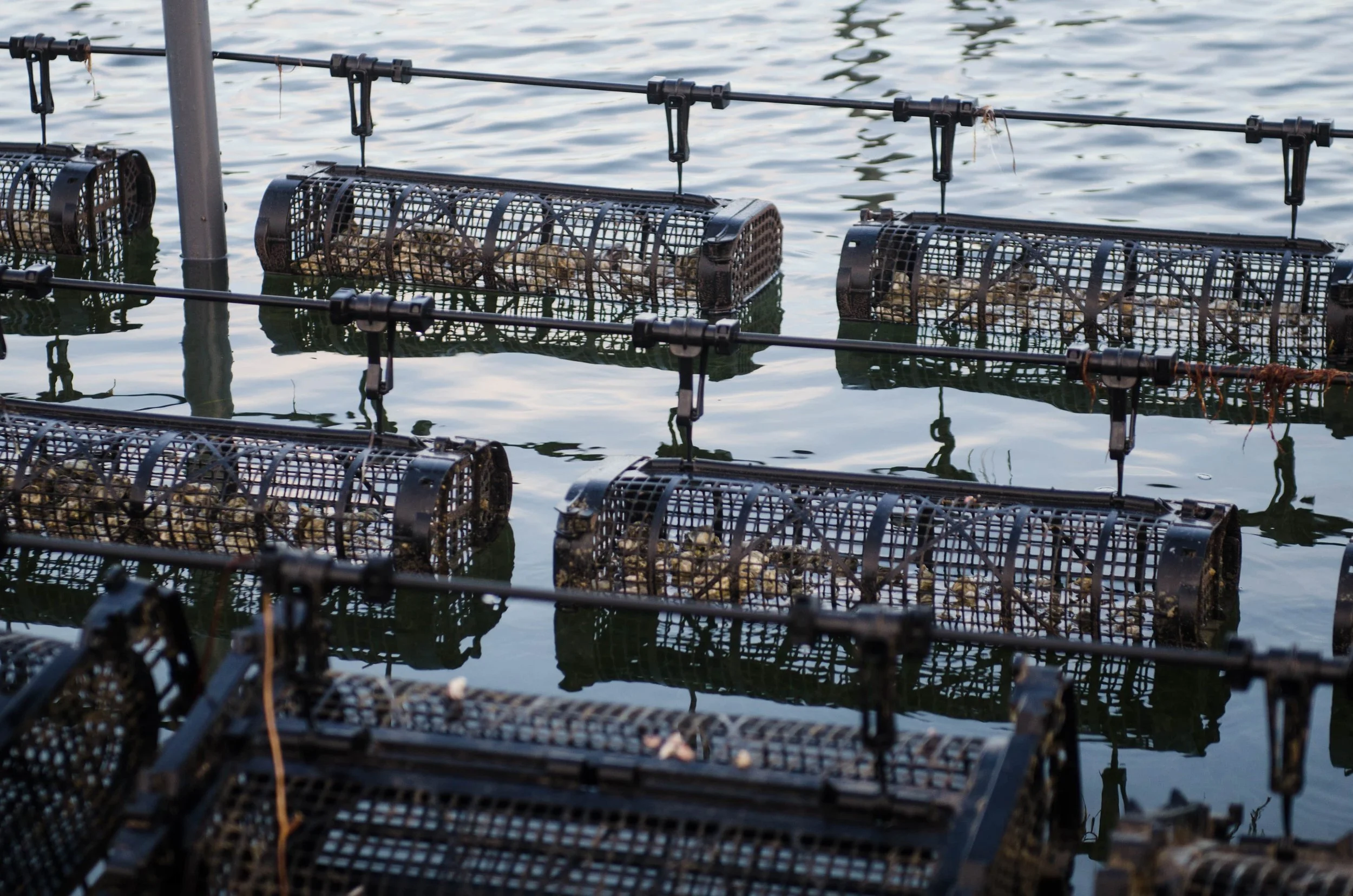 Canastas australianas.jpg