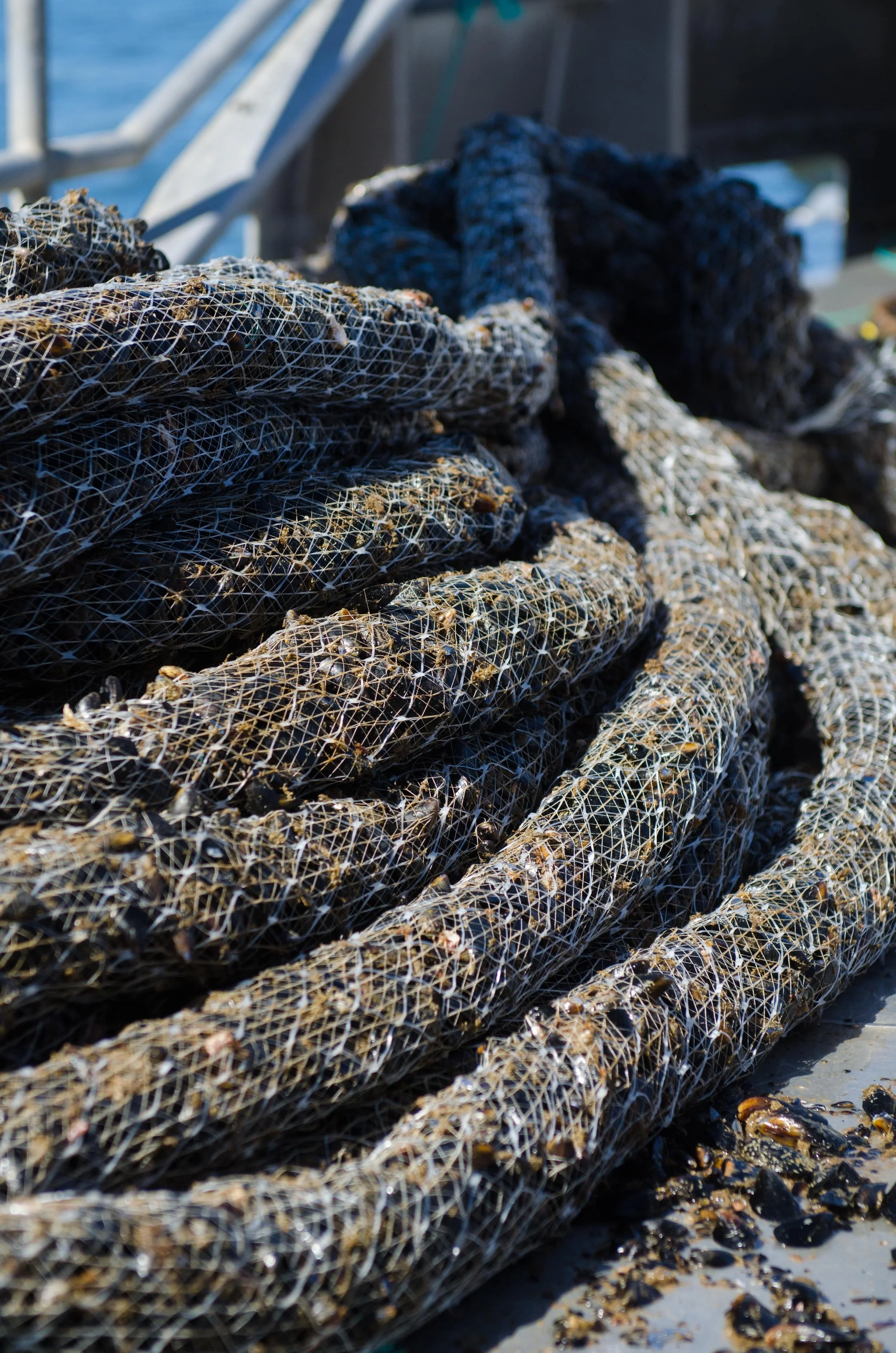 Calcetines de mejillones.jpg