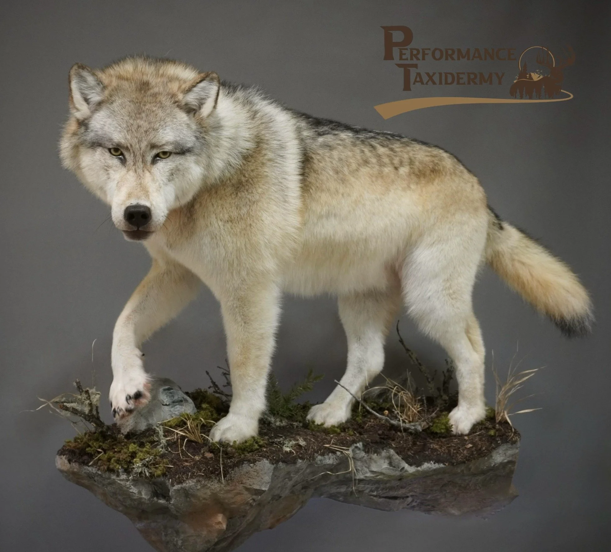 A detailed model of a wolf on a rocky base with moss and grass, with the words 'Performance Taxidermy' in the top right corner.