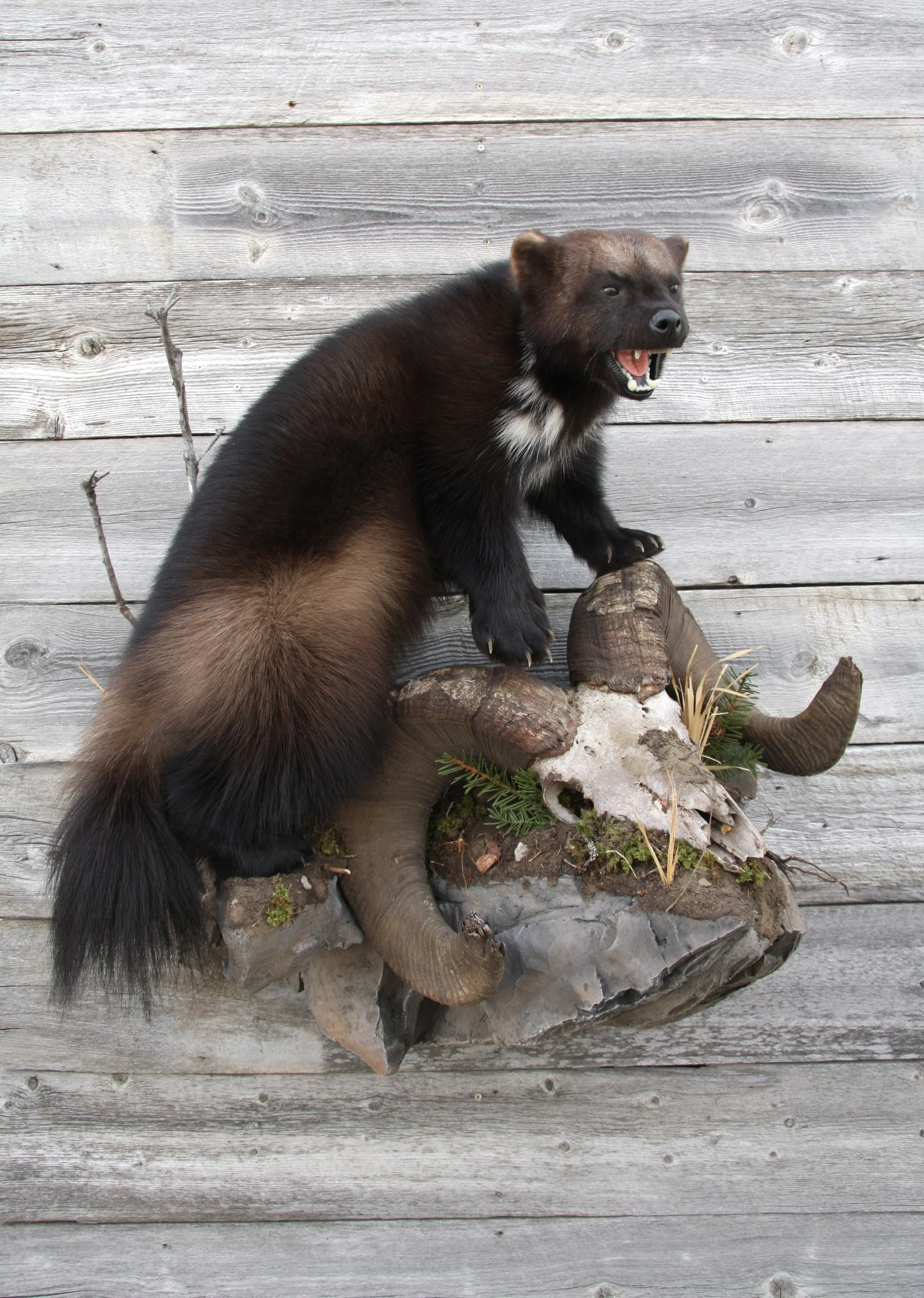 A taxidermy display of a black and brown ferret standing on a wooden base with a skull and horns, mounted against a weathered wooden wall.