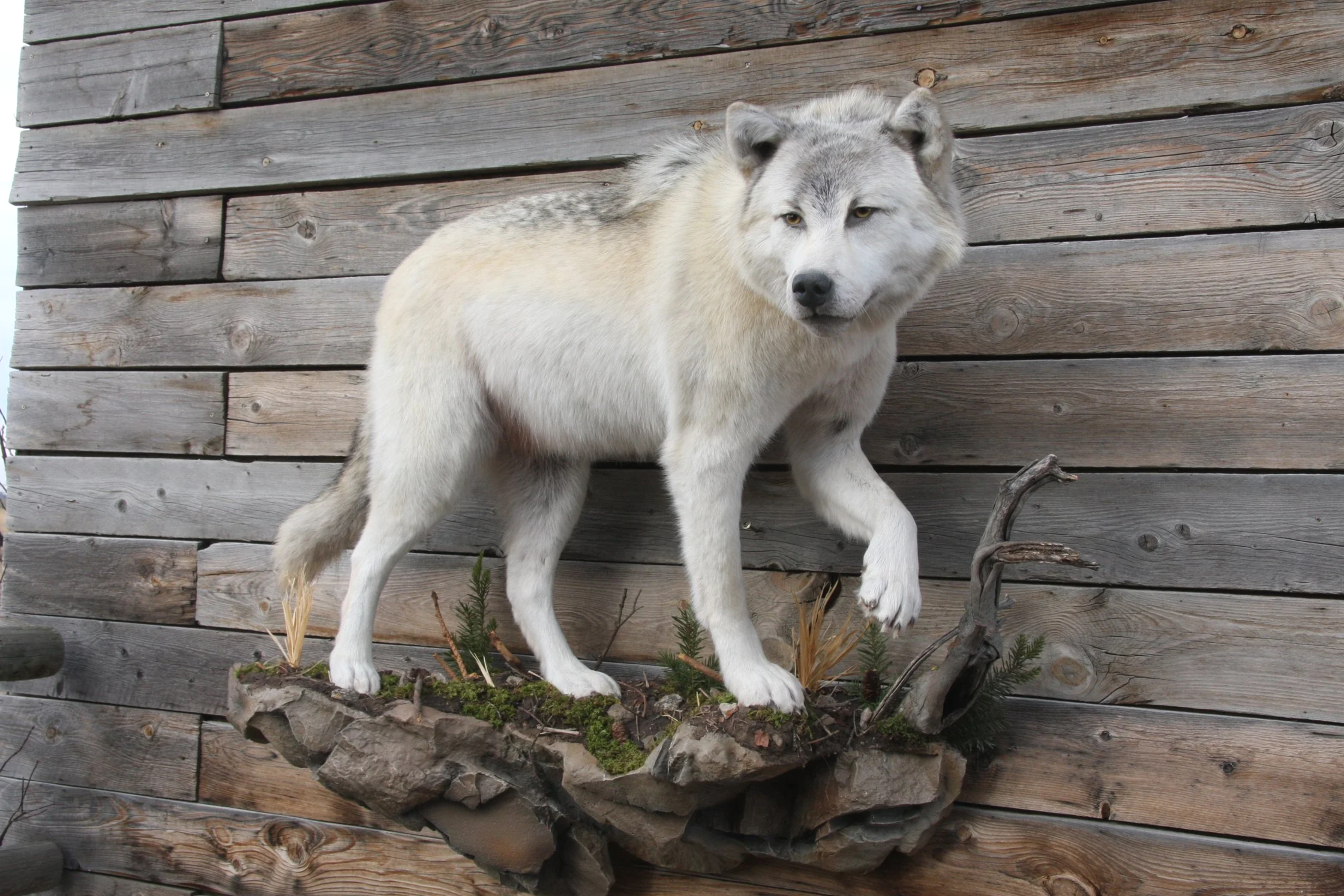 Mounted taxidermy of a wolf on a wooden wall background.