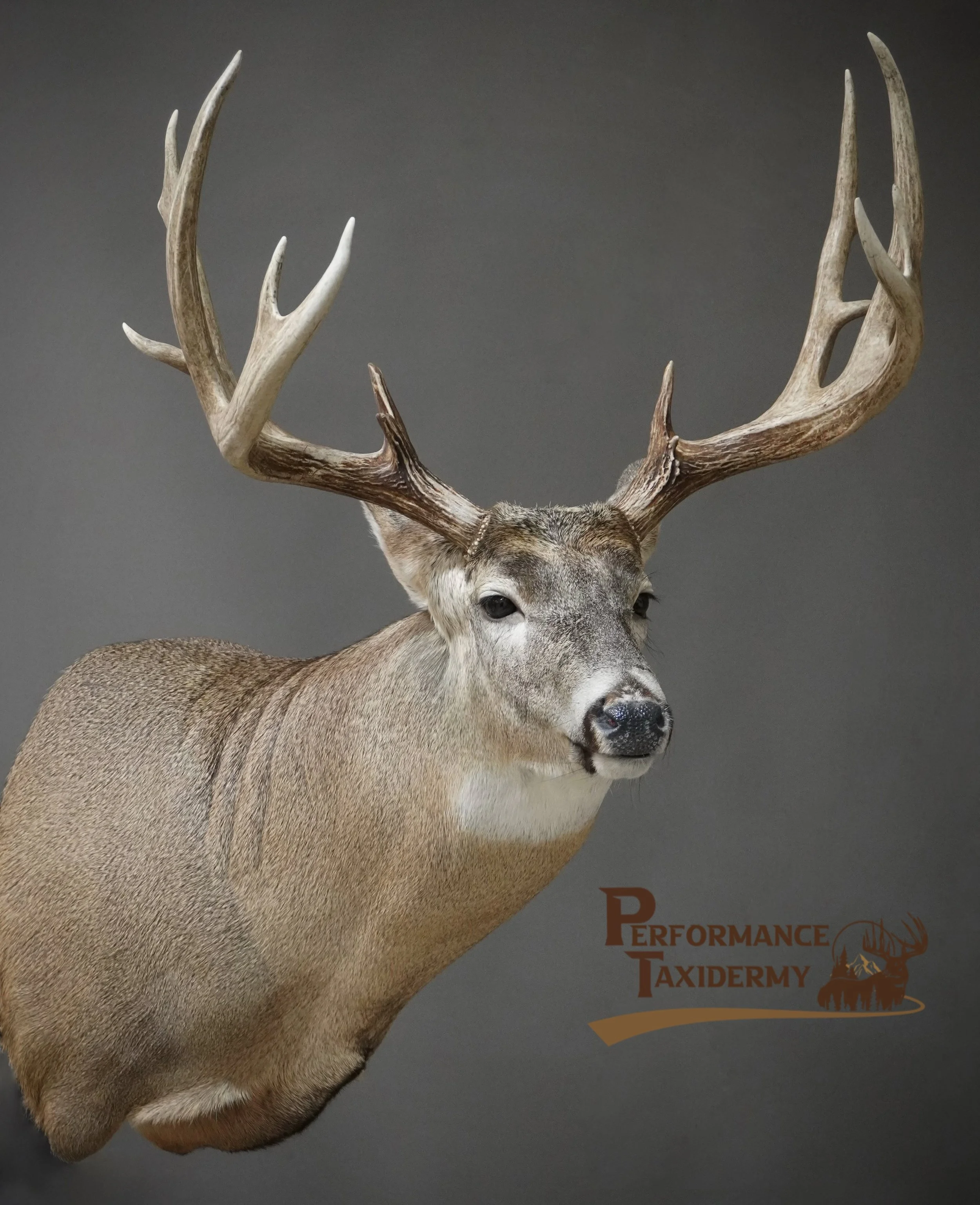 Deer with large antlers against a gray background, with 'Performance Taxidermy' logo in the lower right corner.