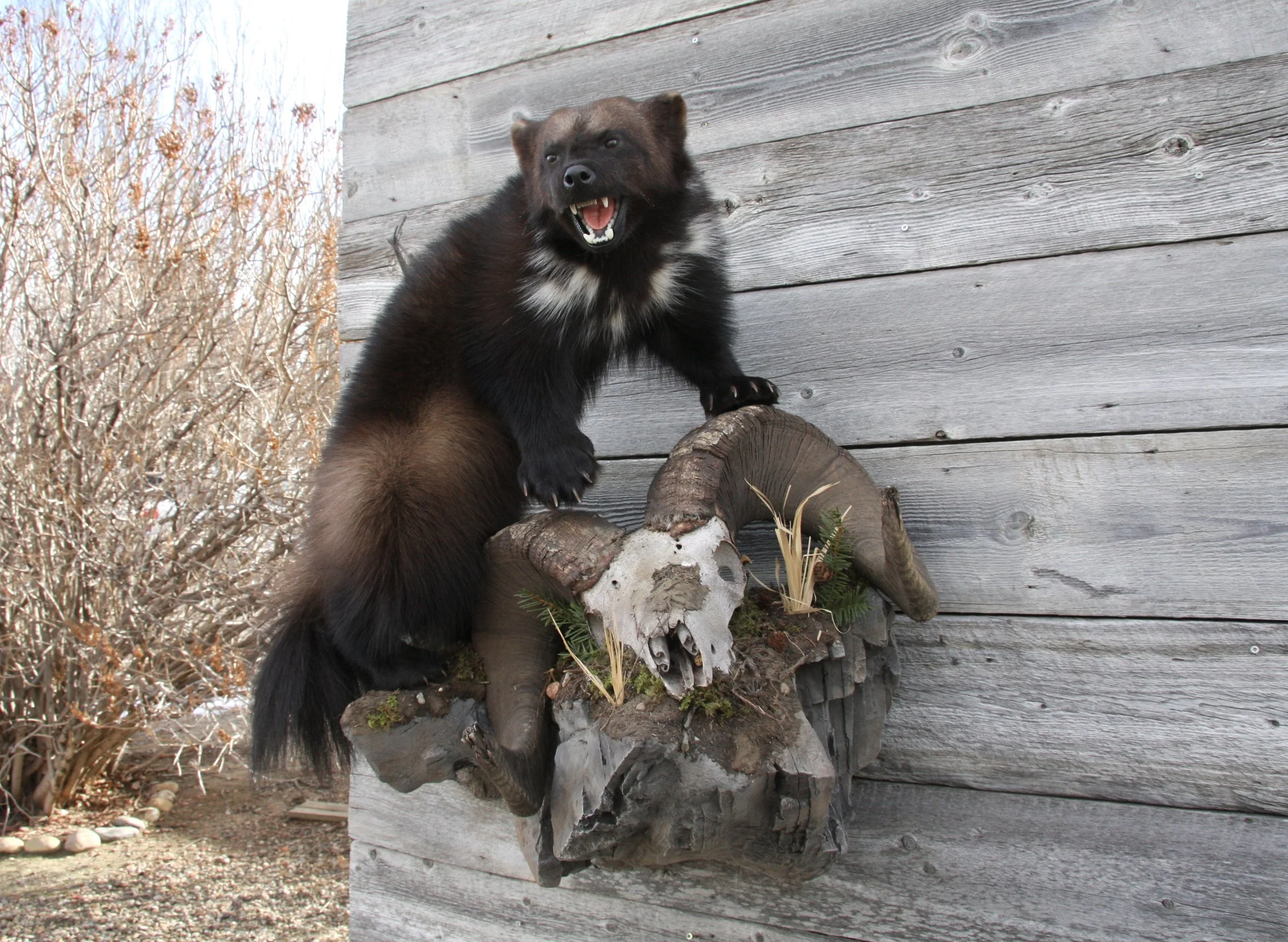 A taxidermy black bear on a wooden wall with a skull and antlers beneath it, outdoors with some leafless bushes in the background.