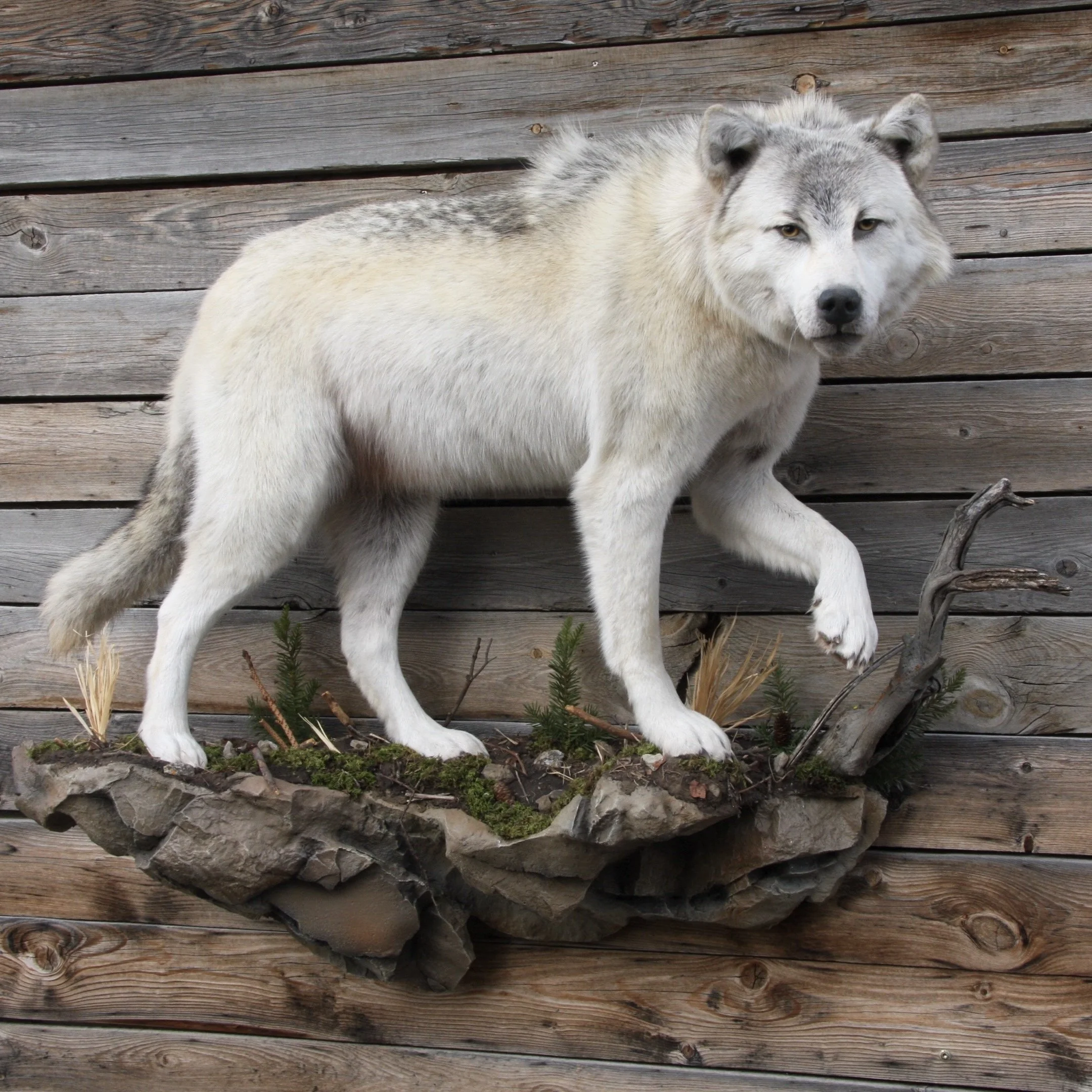 A mounted display of a wolf with light gray, white, and darker gray fur, positioned against a wooden wall background.