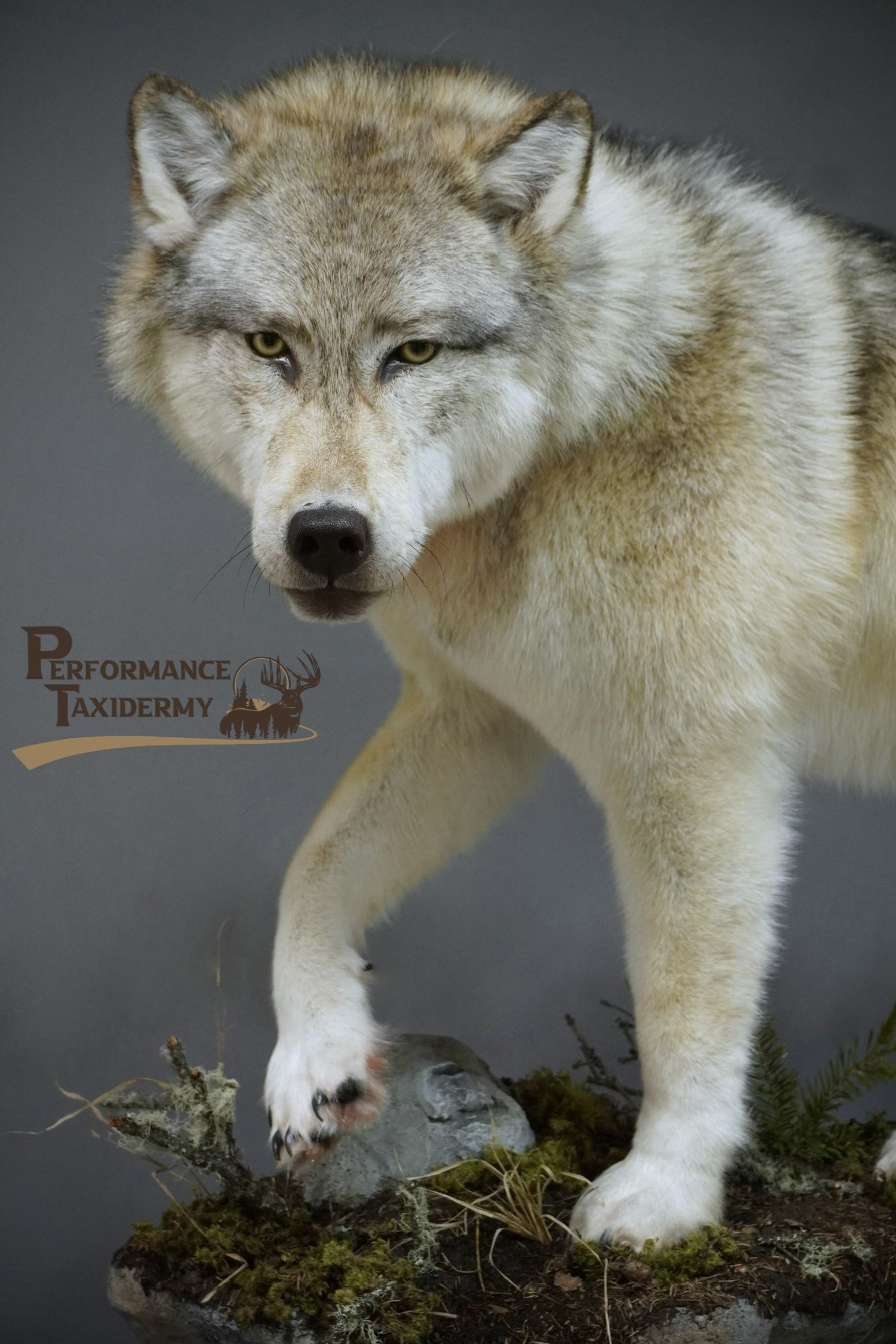 A gray and white wolf standing on a mossy rock with a dark background. The logo of Performance Taxidermy is visible in the lower left corner.