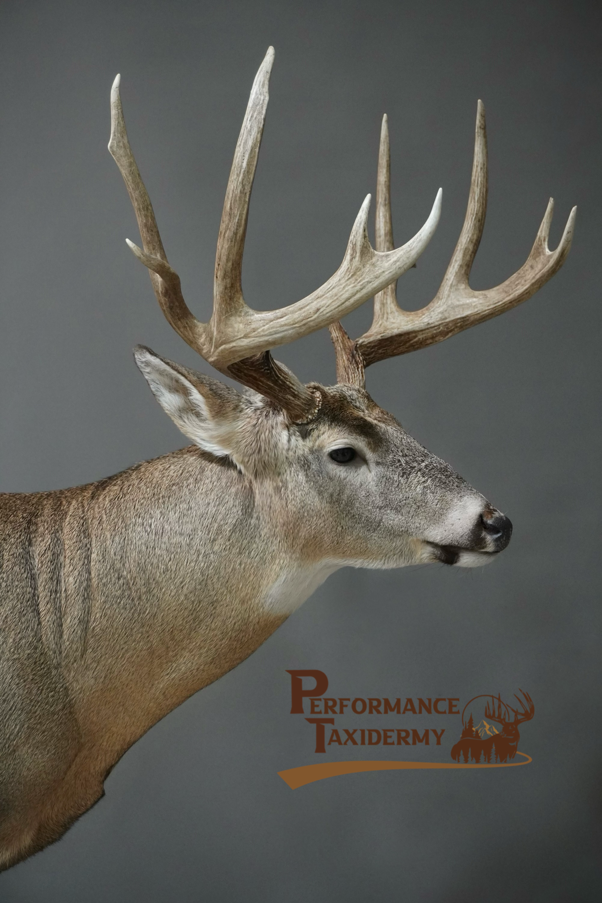 A deer with large antlers against a gray background, with a logo at the bottom right that reads 'Performance Taxidermy' and features a silhouette of a deer, a wolf, and mountains.
