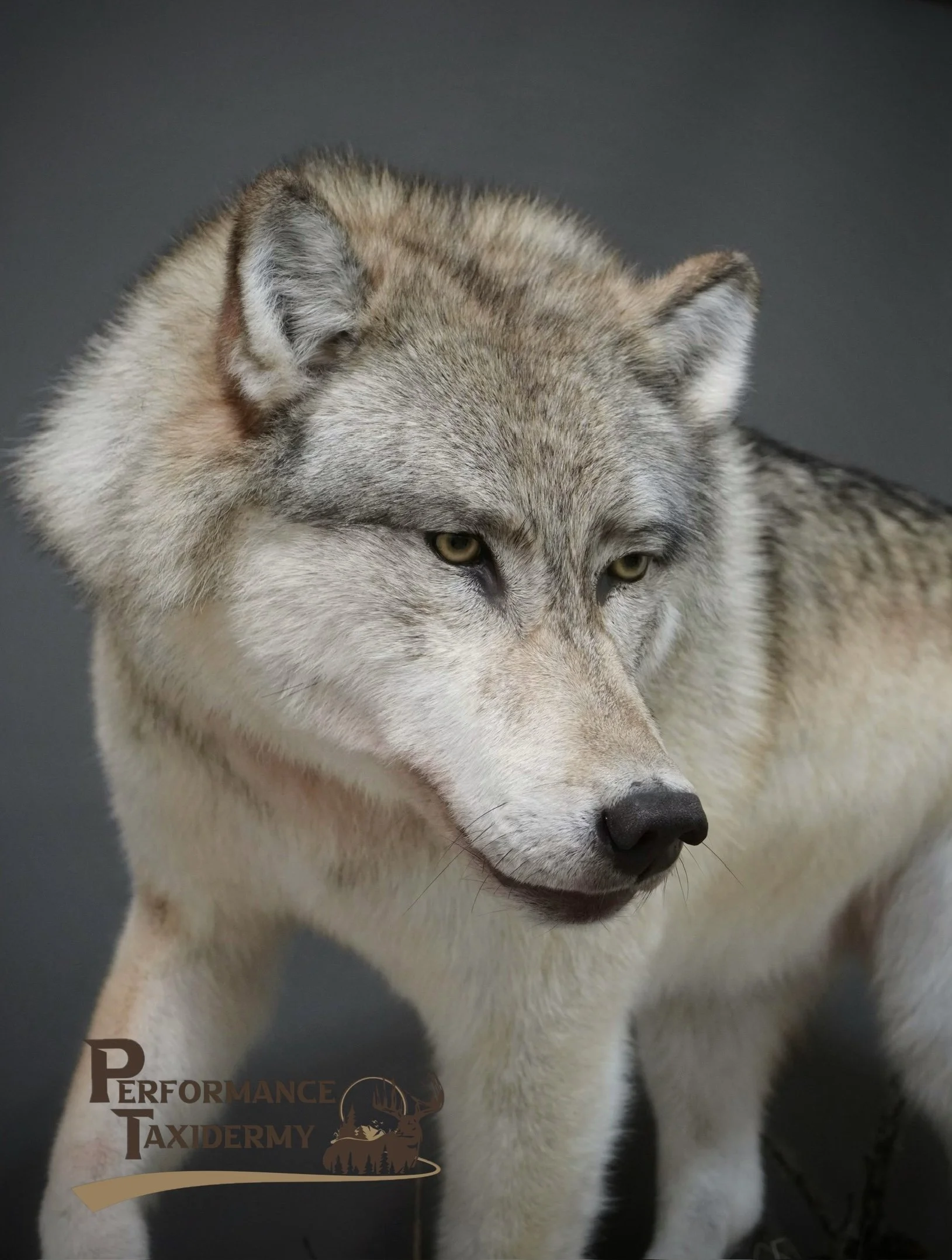 Close-up photo of a gray and white Siberian husky dog against a dark background, with a logo in the bottom left corner reading 'Performance Taxidermy' and an image of a wolf's head.