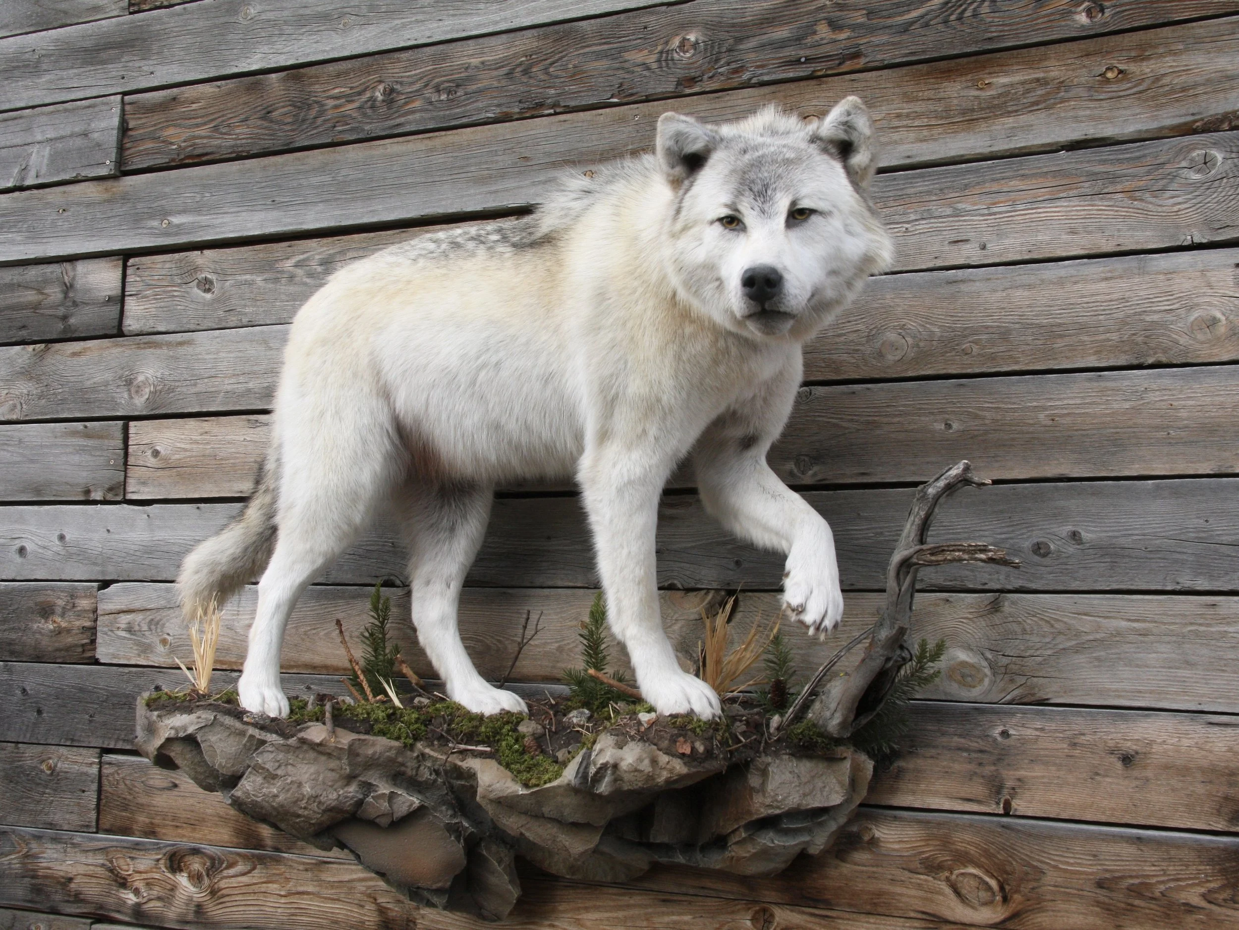 Mounted wolf display on a wooden wall.