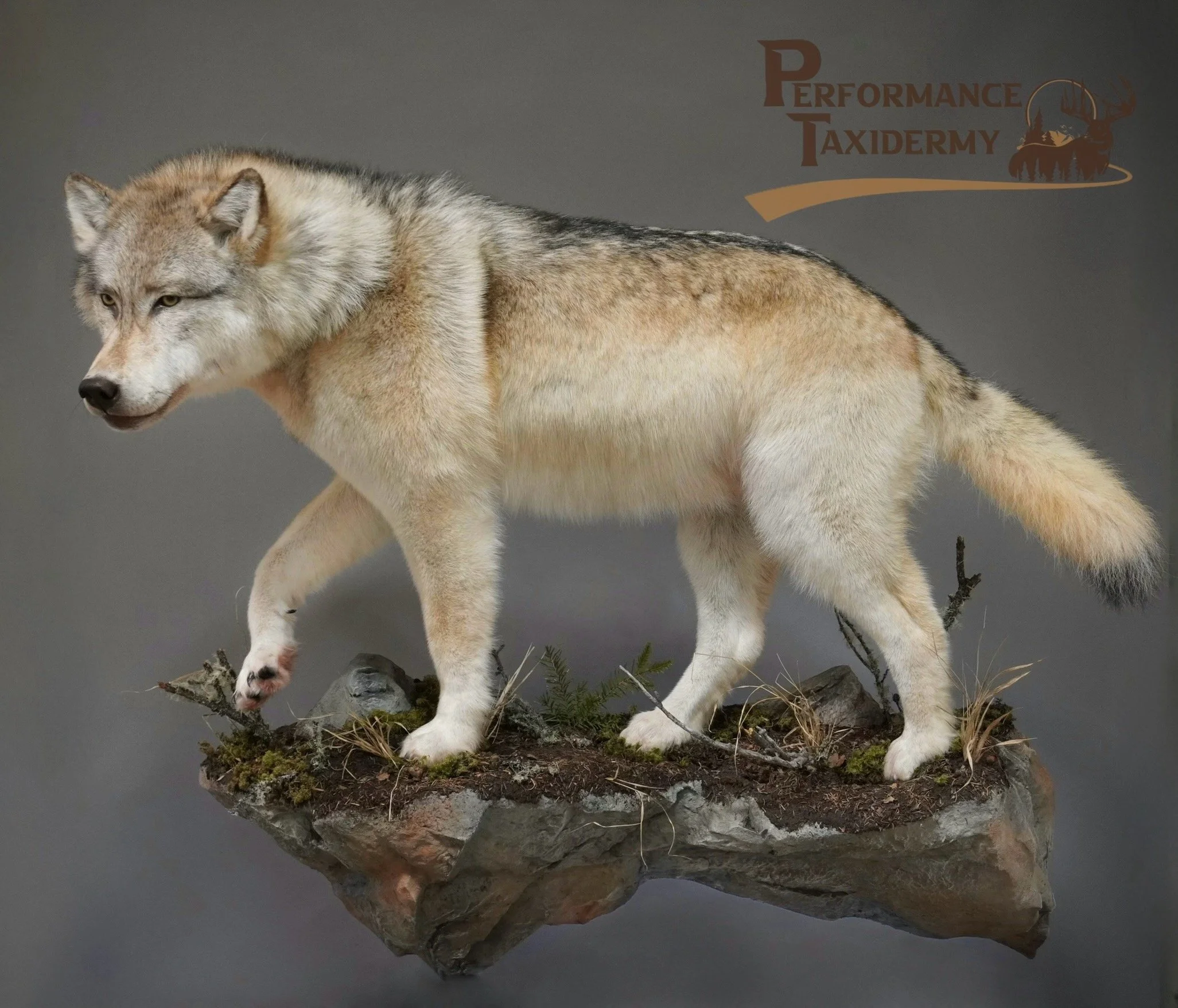 Taxidermy mount of a wolf standing on a rocky base with moss and small plants, with a sign reading 'Performance Taxidermy' in the background.