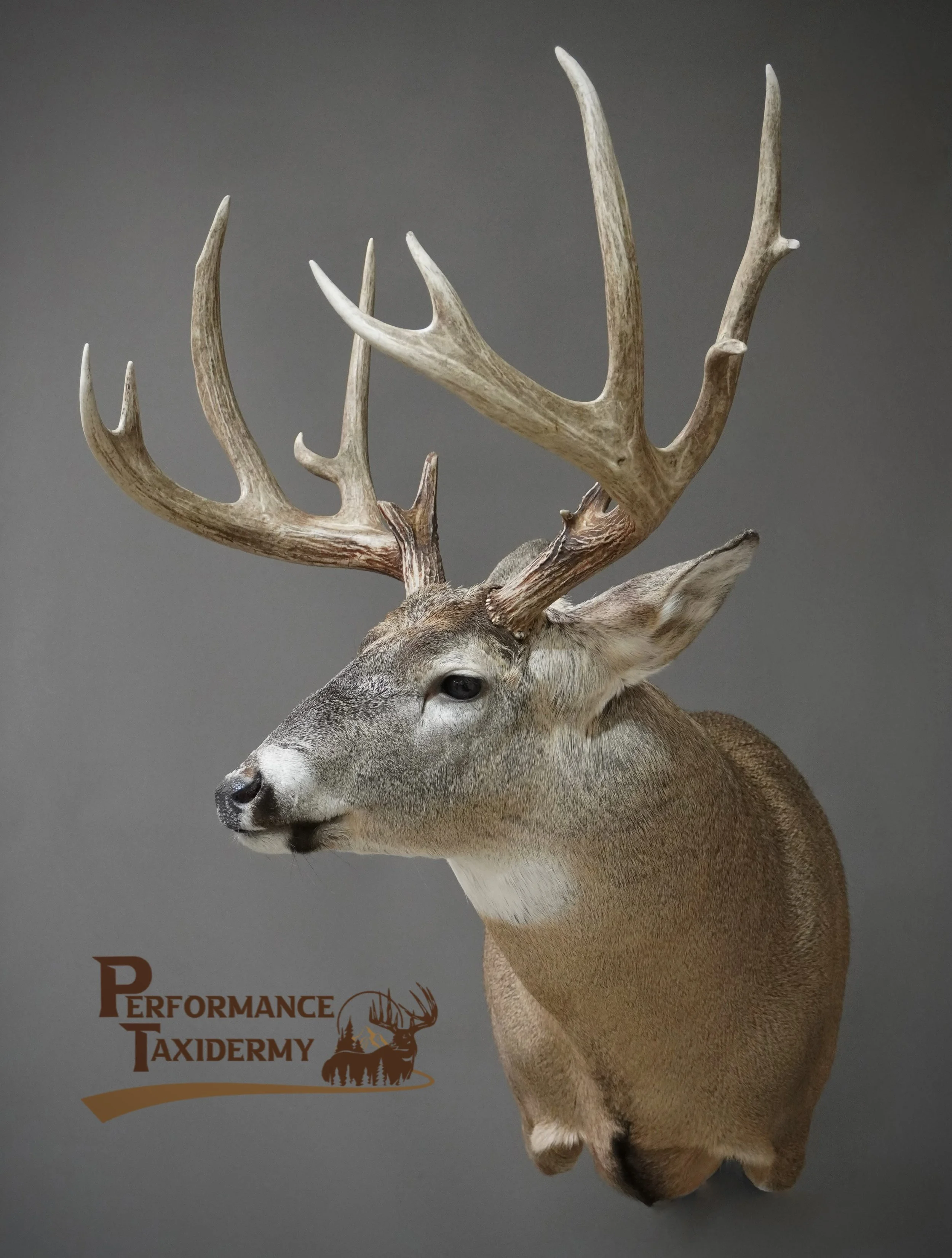 A mounted deer head with large antlers against a grey background, with The Performance Taxidermy logo in the lower left corner.