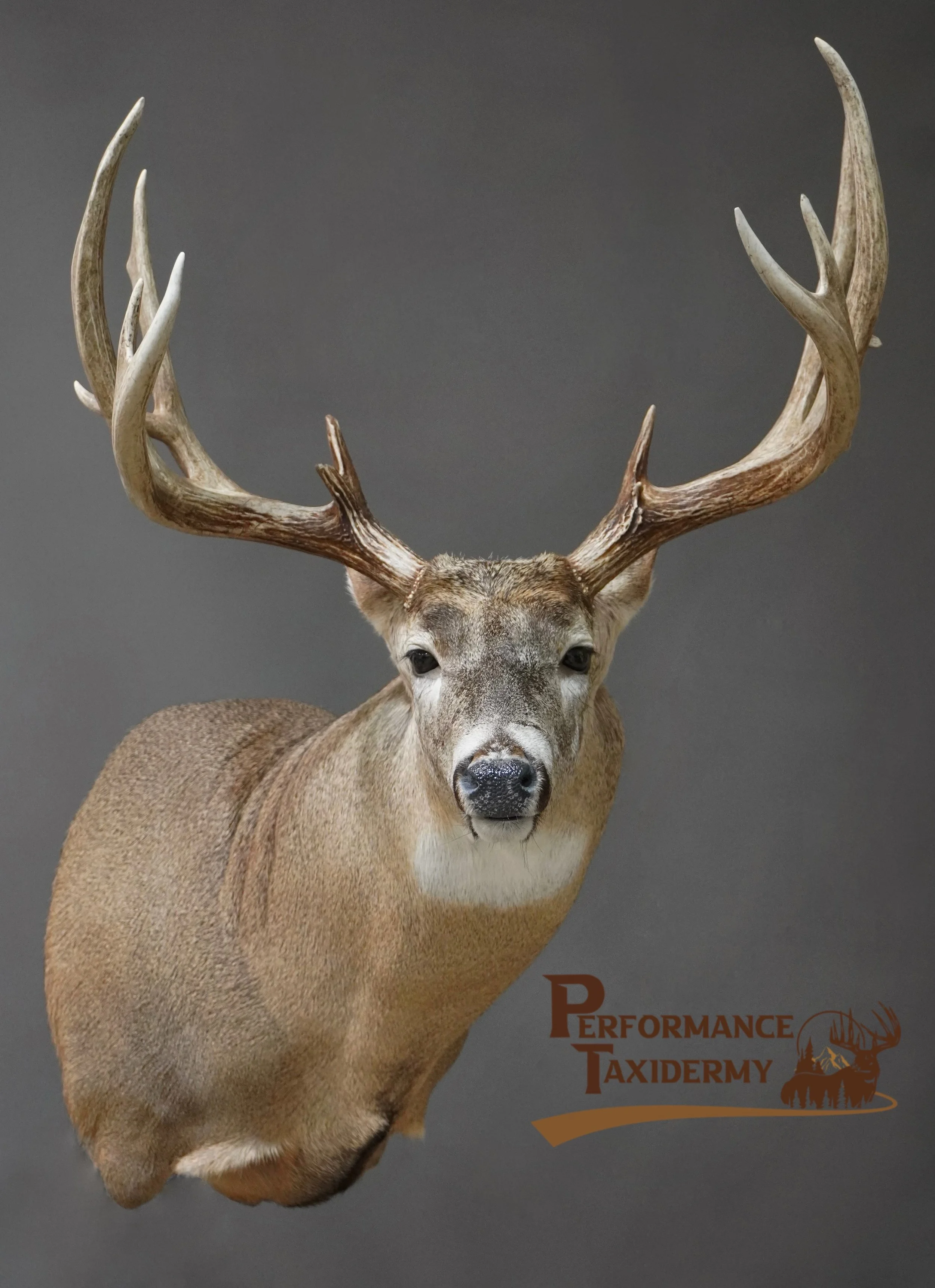Deer with large antlers and brown fur against a gray background, with the words 'Performance Taxidermy' and a logo featuring a silhouette of a mountain, trees, and a deer.