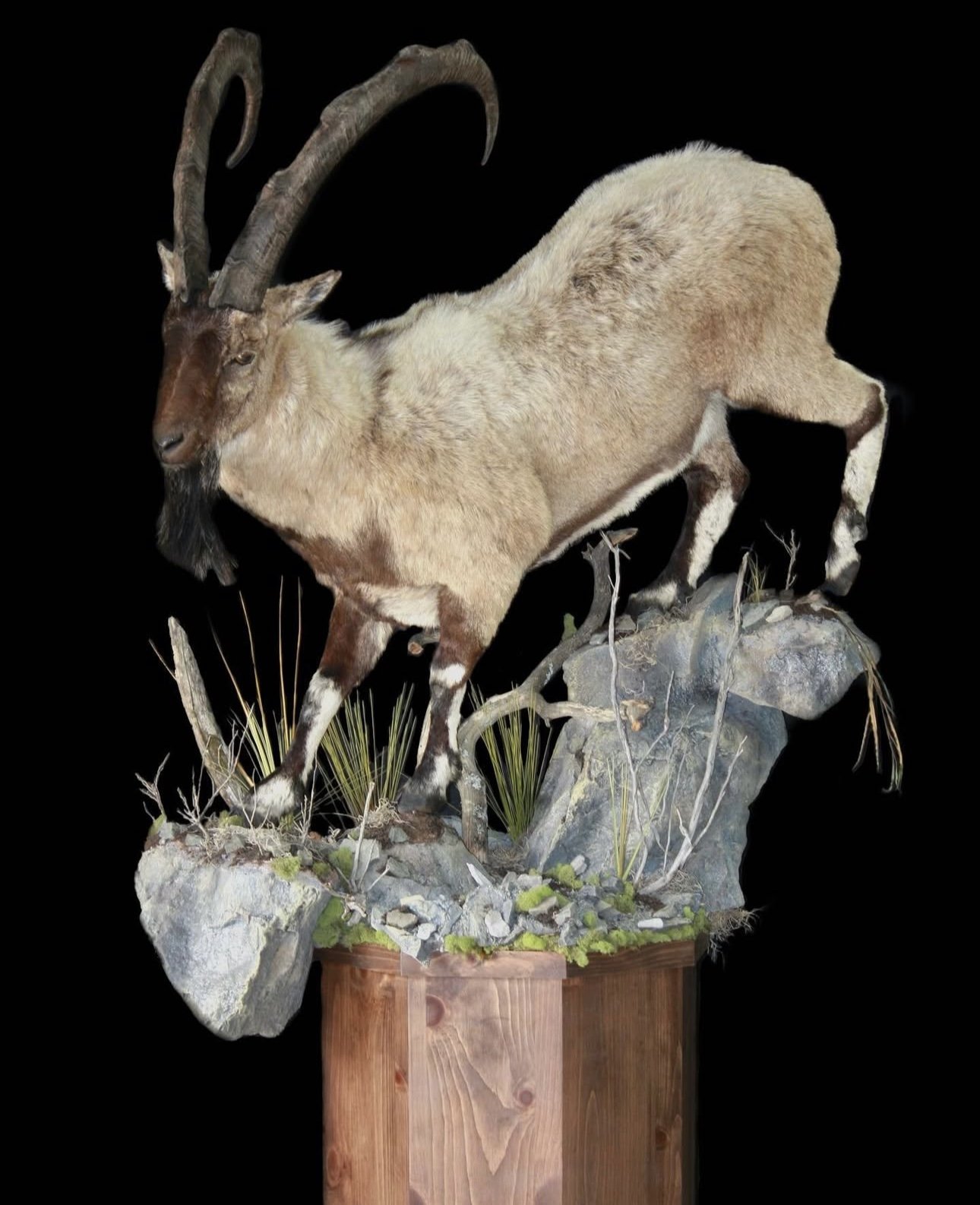 Taxidermy mount of an ibex on a wooden stand, with rocky and grassy display, set against a black background.