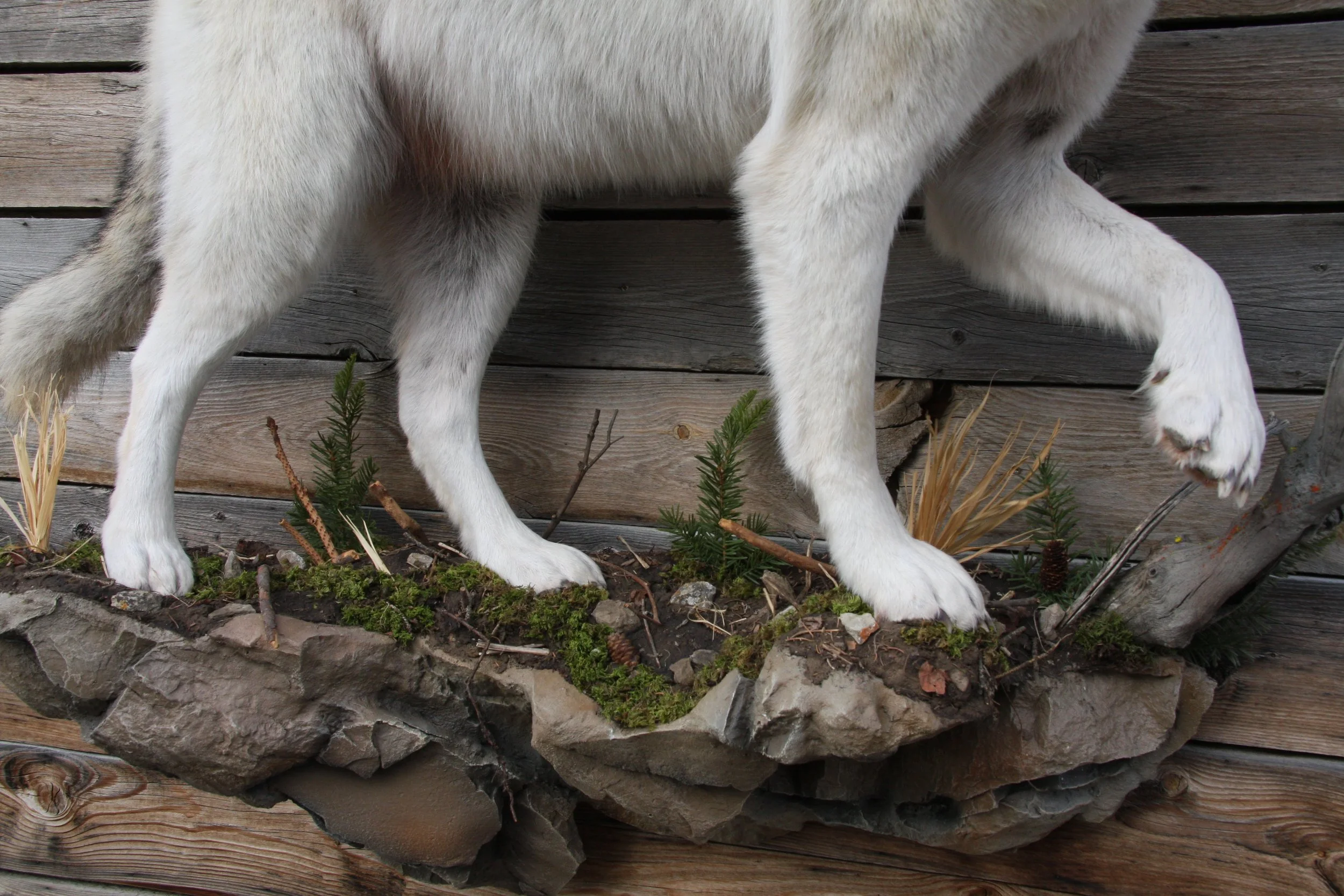 Part of a dog standing on a rock with plants and a wooden fence in the background.