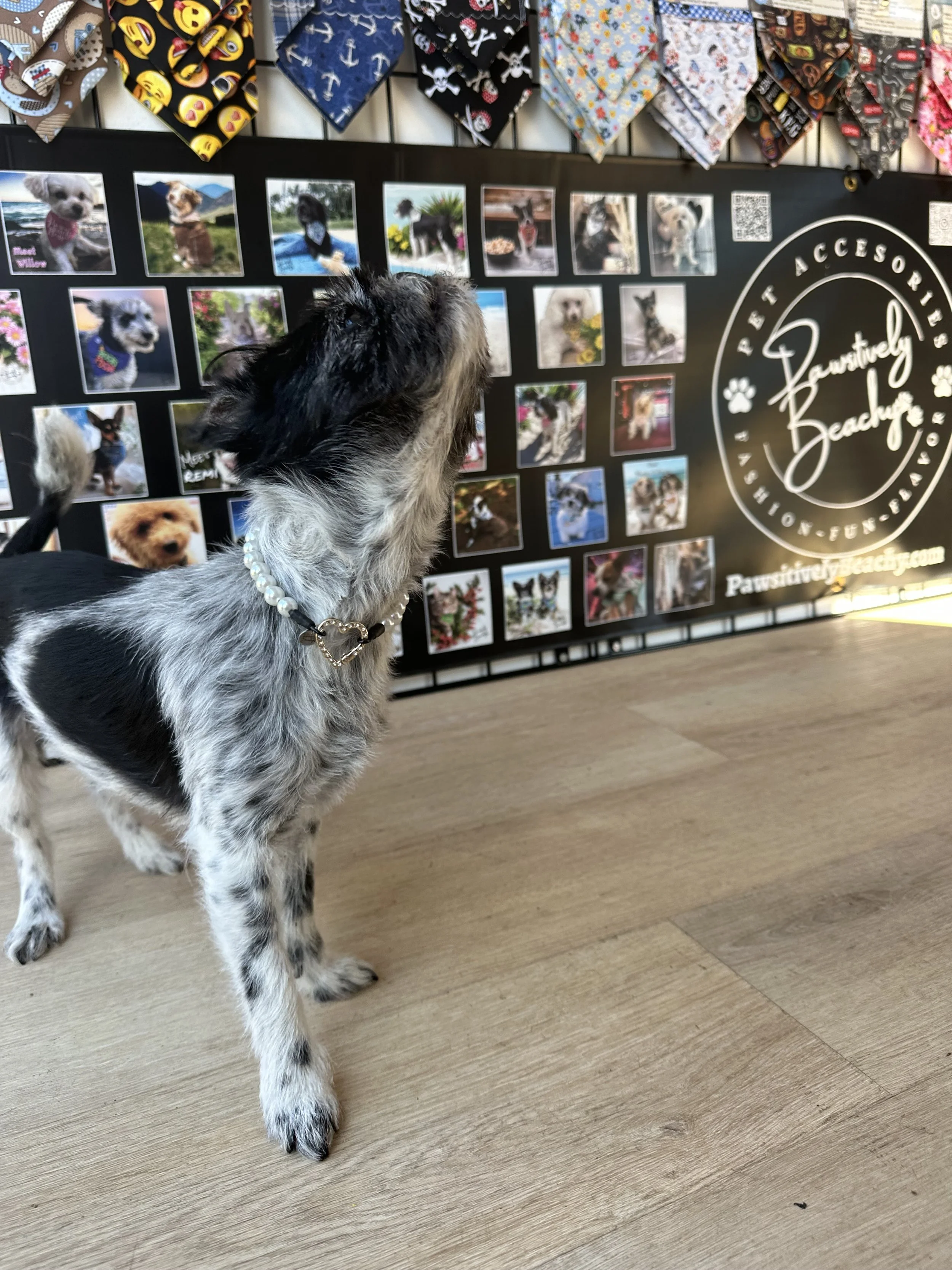 VIP Pup Shopping