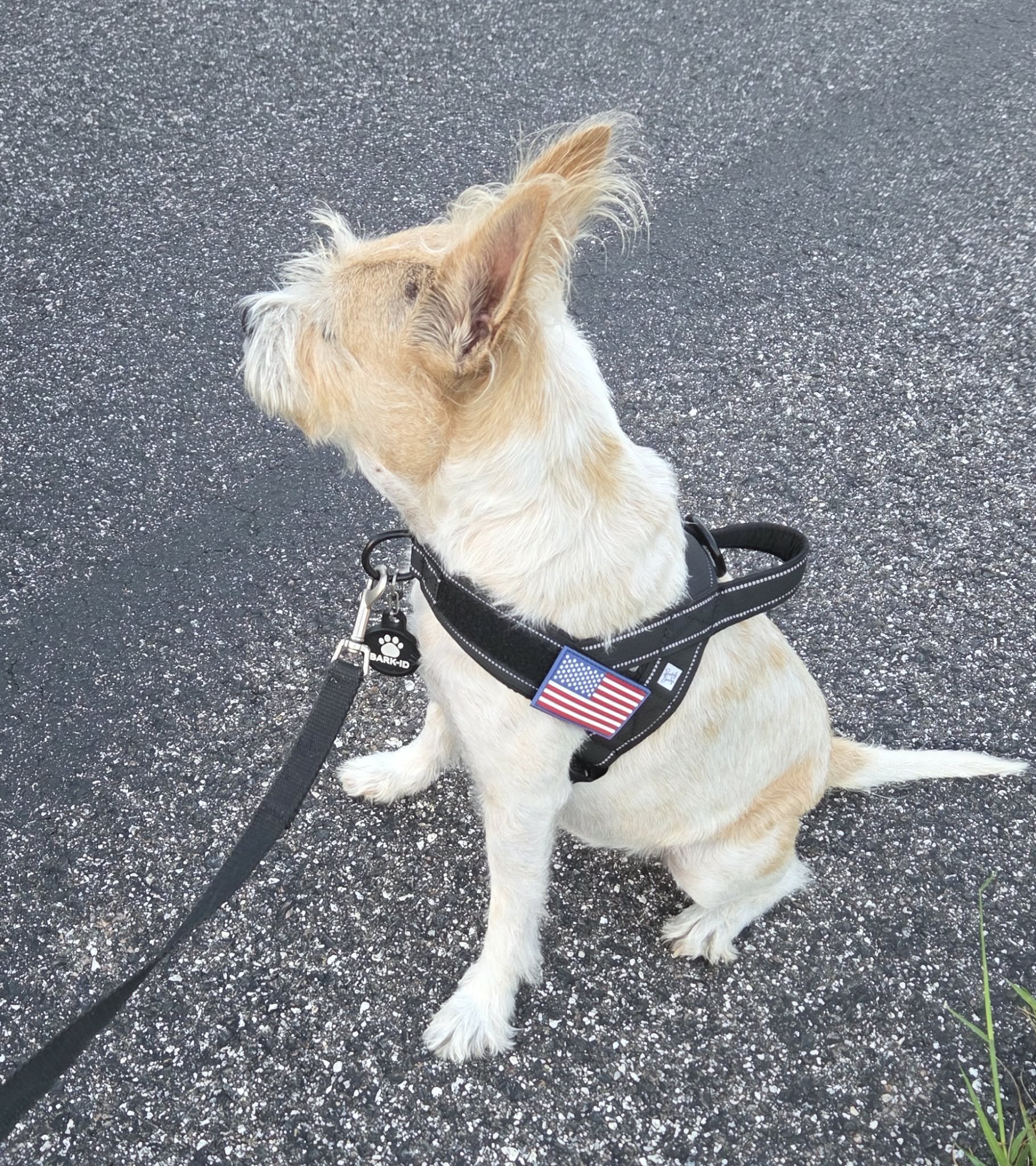 No-Pull Reflective Dog Harness – Comfort, Control & Safety in One