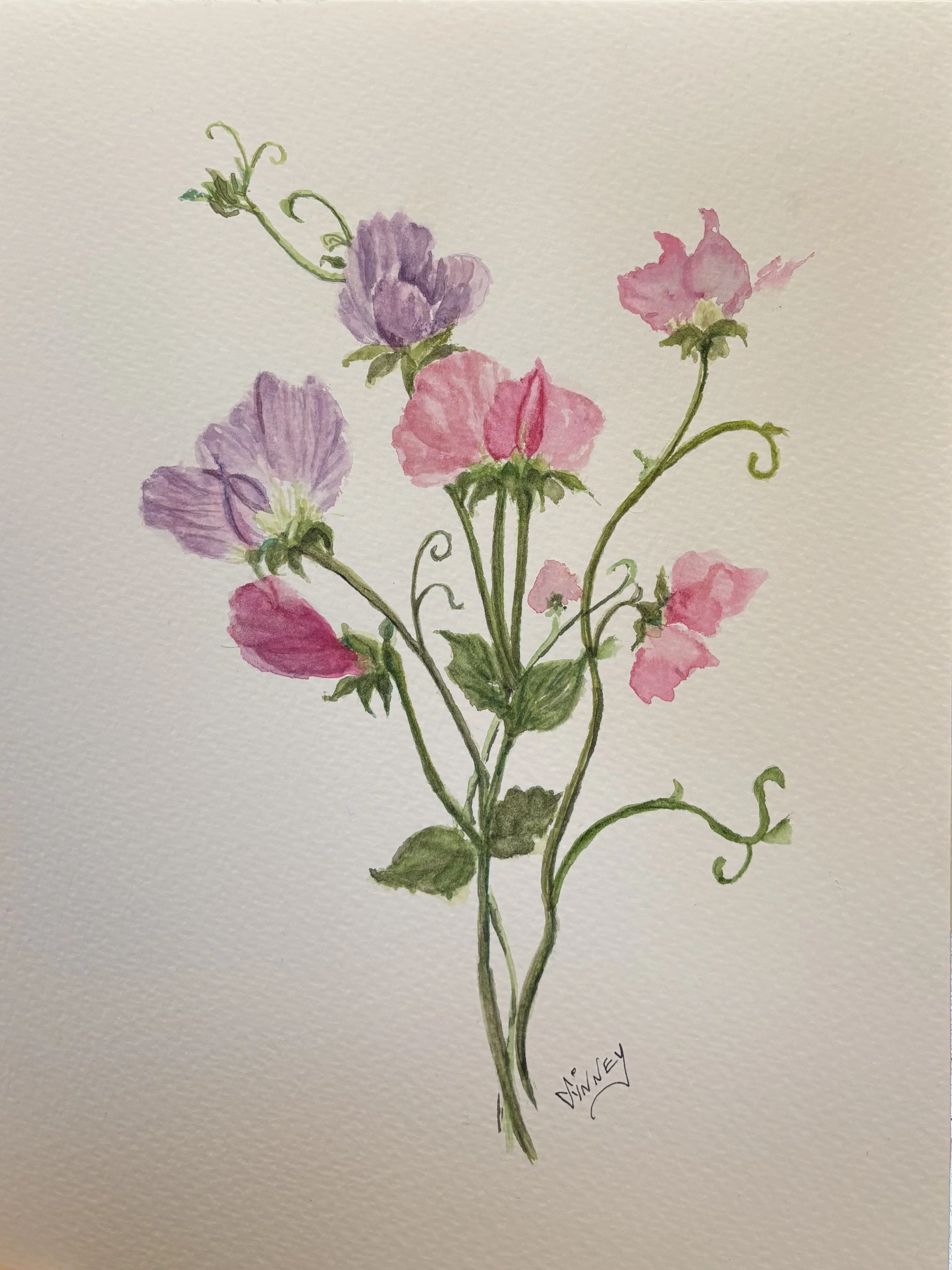 'Sarah's Sweet Peas'  Watercolor  8 x 10