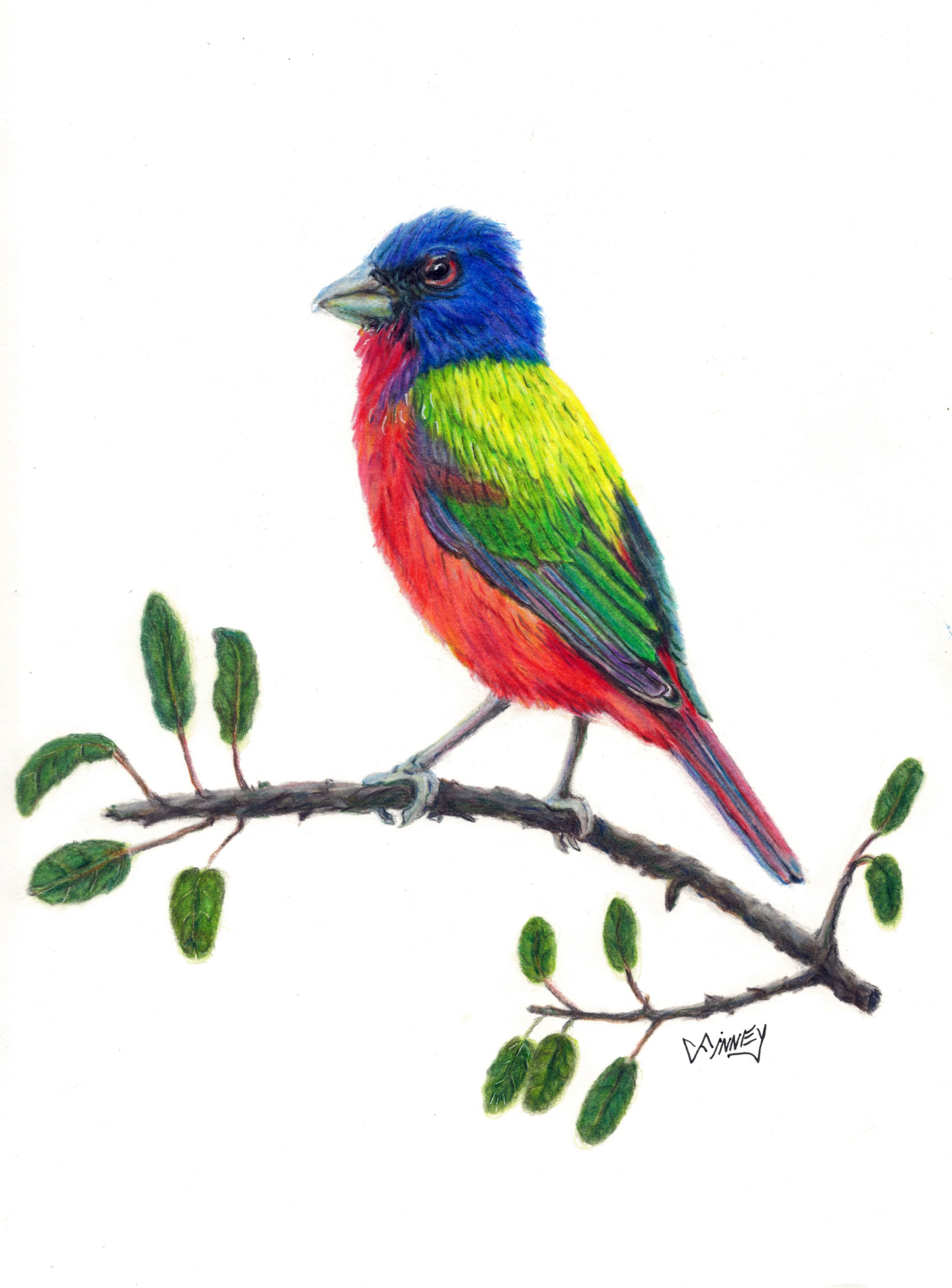 PaintedBunting_CP2022.jpg