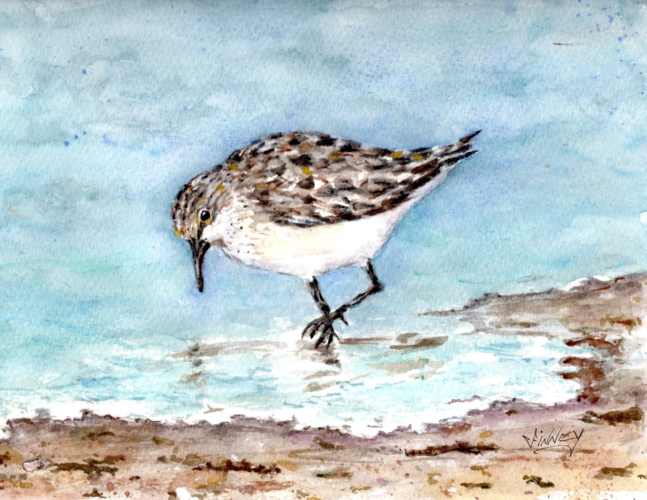 'Sanderling'    Watercolor    11 x 14
Available