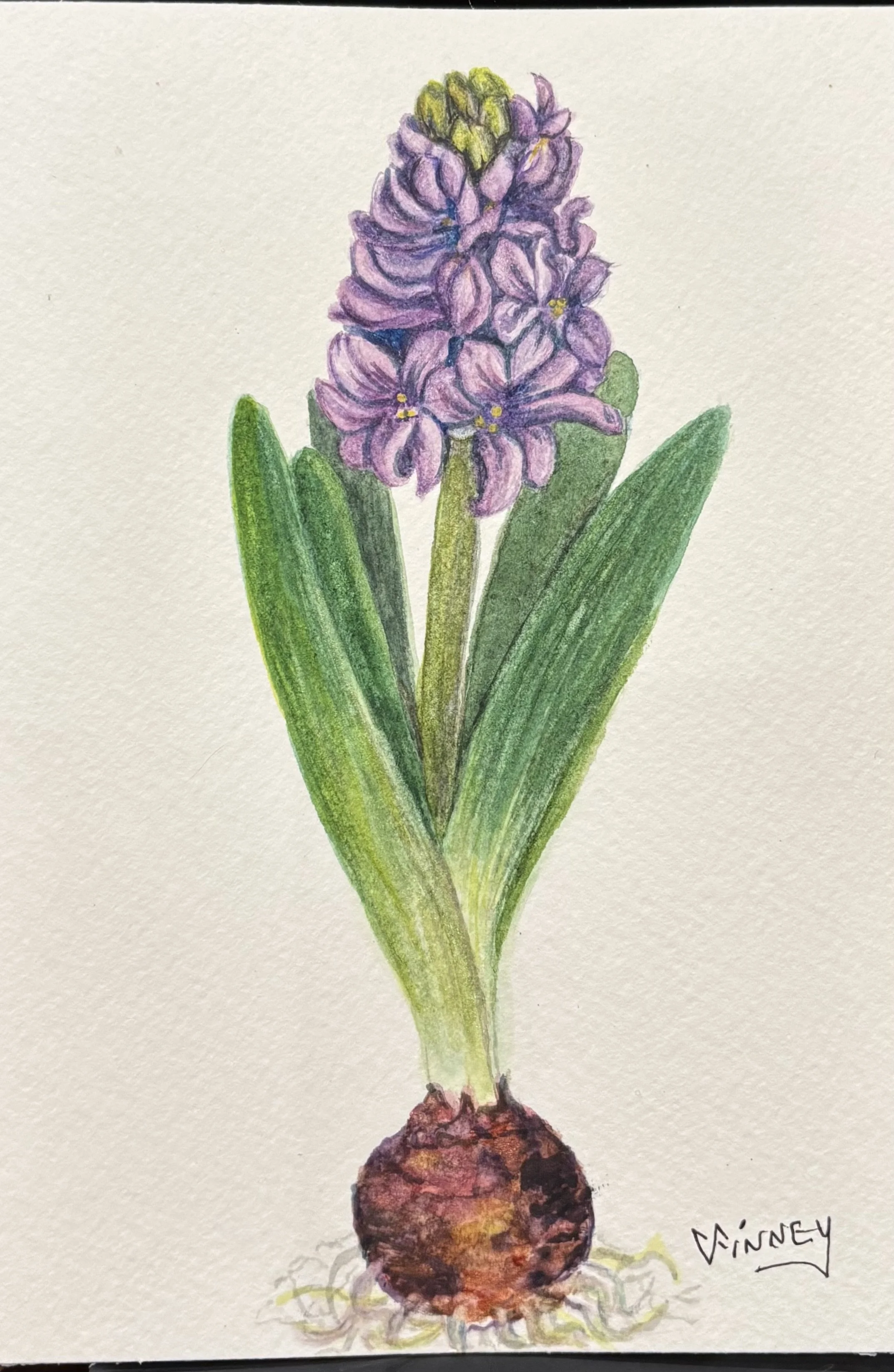 Hyacinth   Watercolor  5 x 7
Available