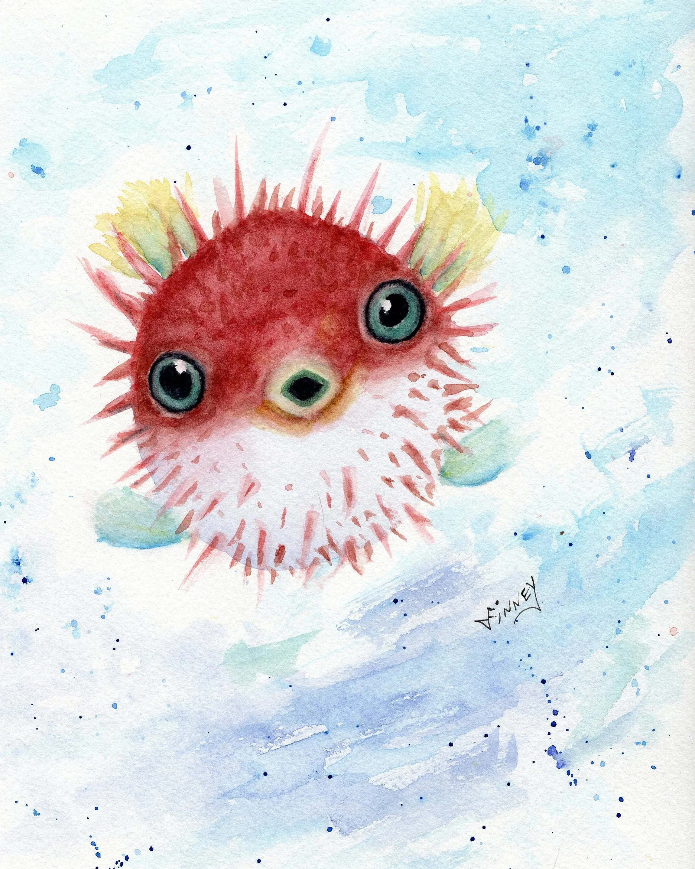 Puffer Fish and Other Bald Head Island Life