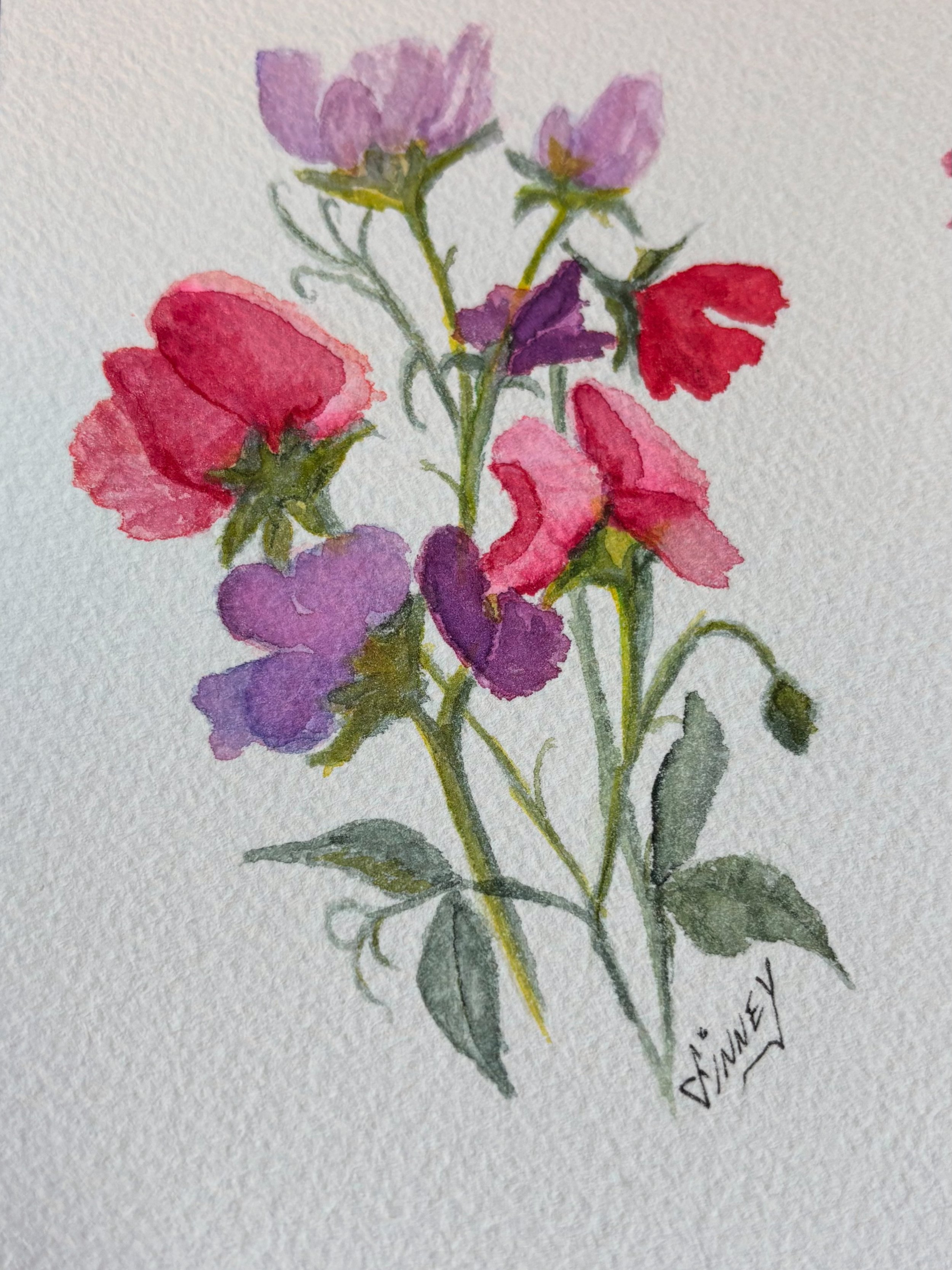 Sweet Peas Bright  Watercolor  8 x 10