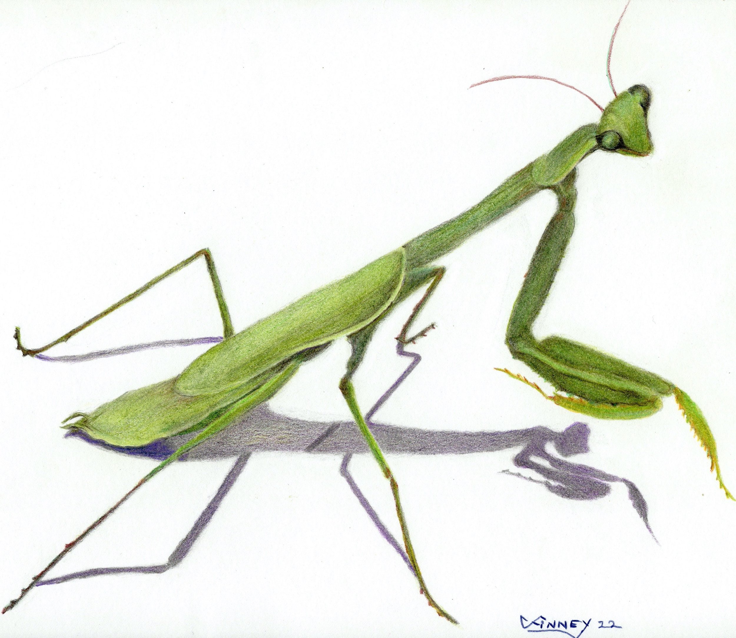 Mantis_CP2022.JPG