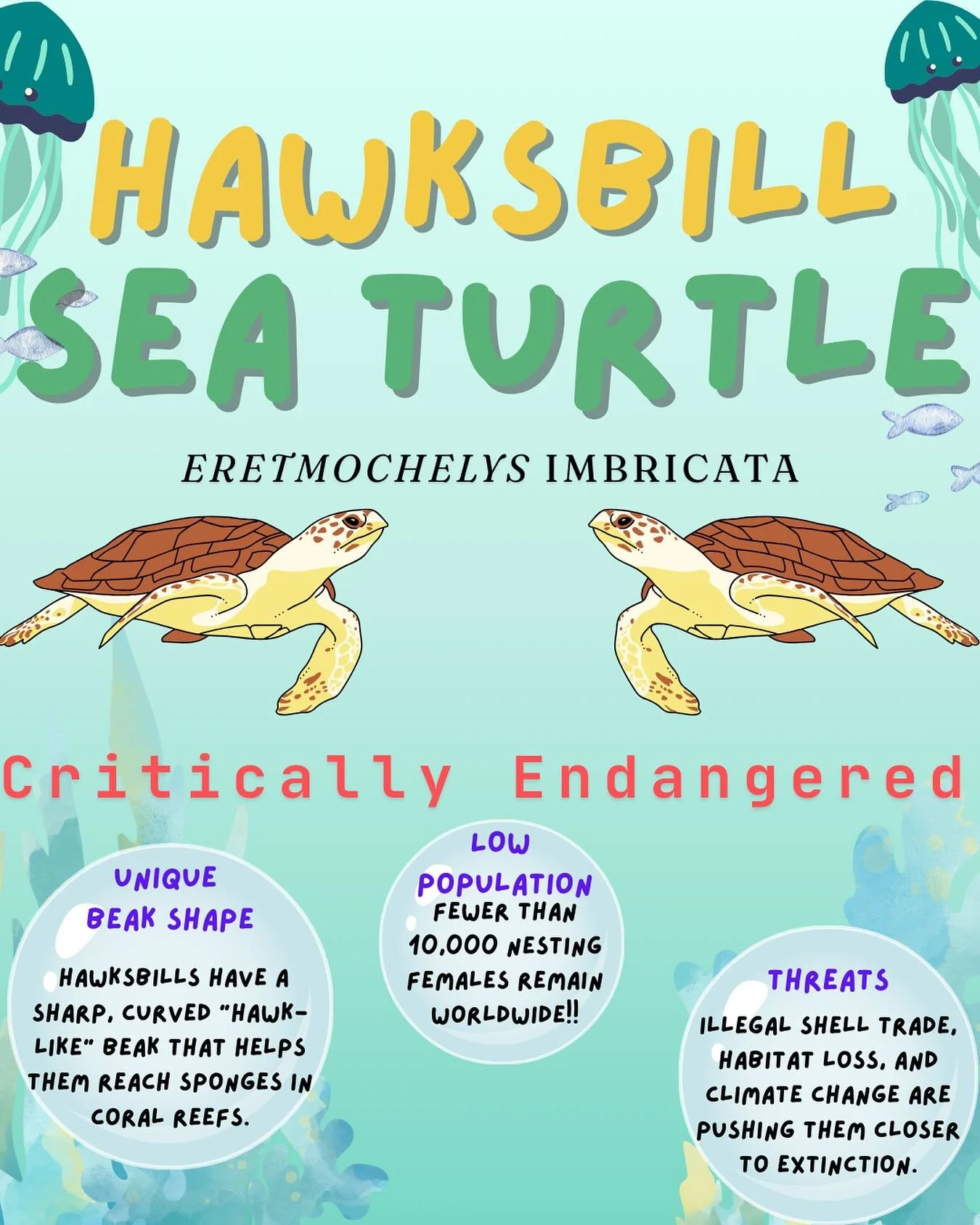 🌊 Did you know hawksbill sea turtles have fewer than 10,000 nesting females left worldwide? 🐢 Their unique beak helps coral reefs thrive, but habitat loss, climate change, and illegal trade threaten their survival.
#hawksbillturtle #endangeredspe
