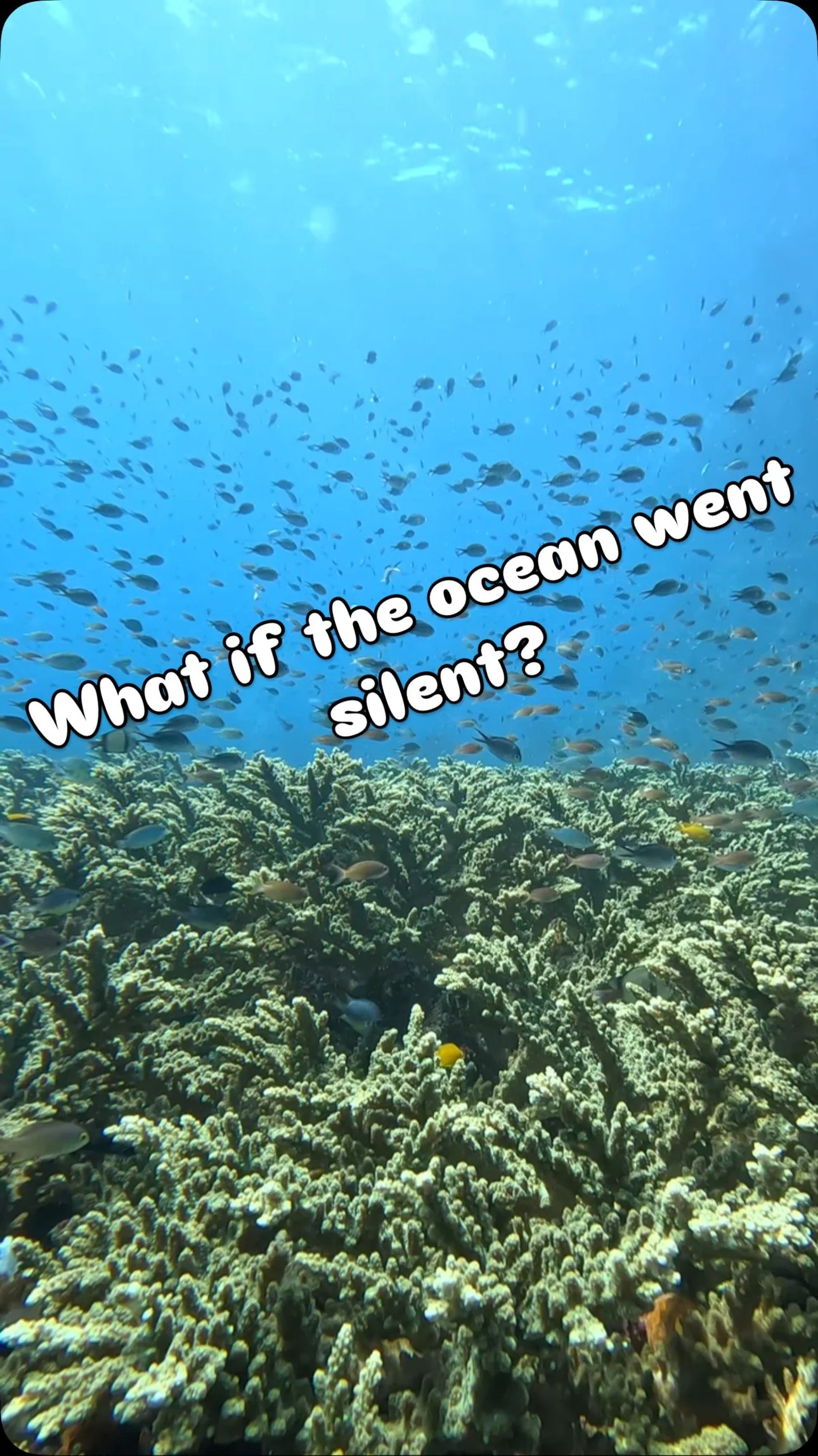The ocean was never meant to be silent… but what if it was? #AllegiantSEA #ocean #climate #didyouknow #animals #conservation