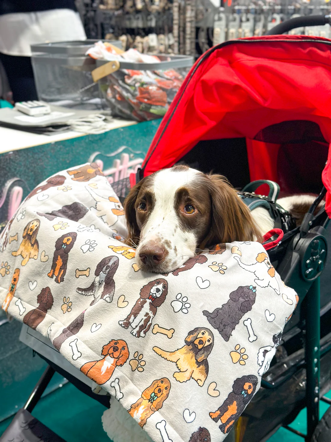 spaniel blankt 5.png