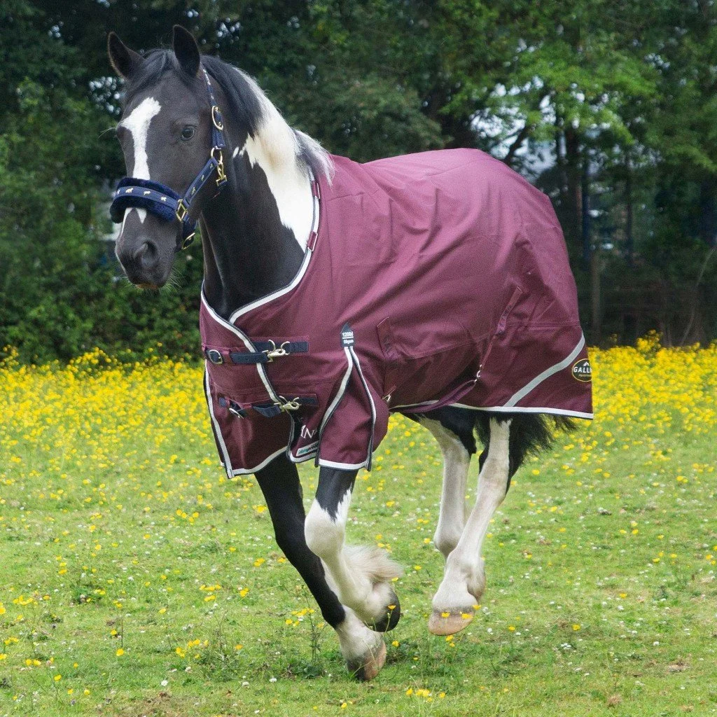 50 gallop 4.jpg