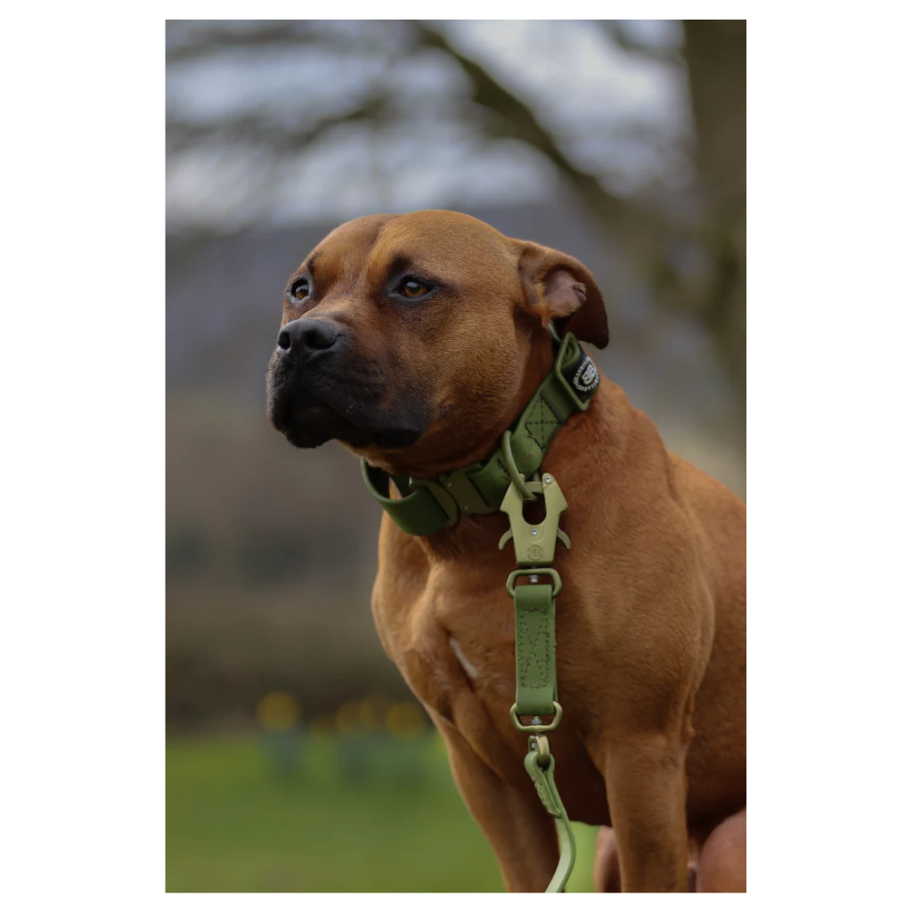 BullyBillows Combat Billowthane Collar  - Waterproof & Anti-Rust