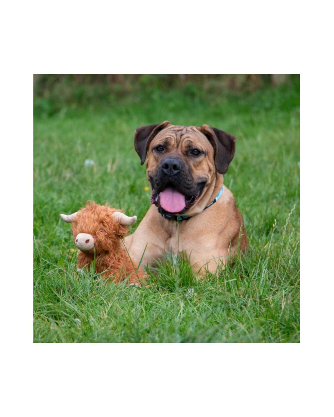 cow2.png