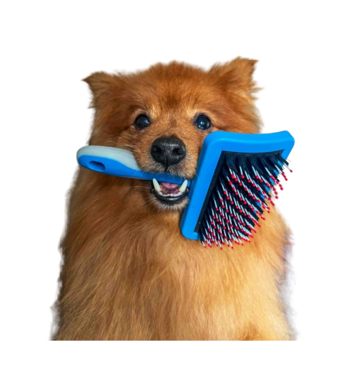Untitled design (61).png