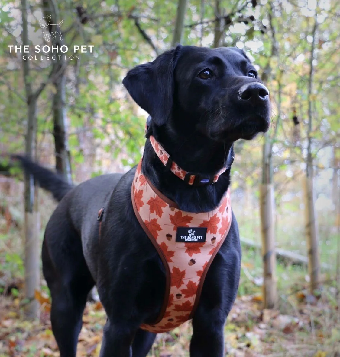 Ancol Soho Reversible Maple Leaf / Woodland Dog Harness